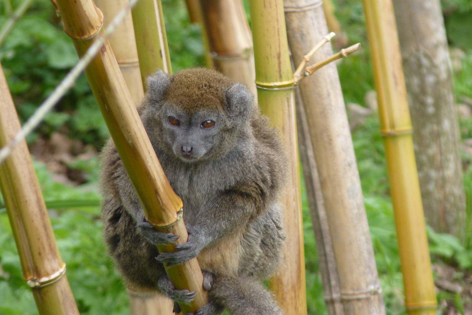 Alaotran Gentle Lemur, April 2013