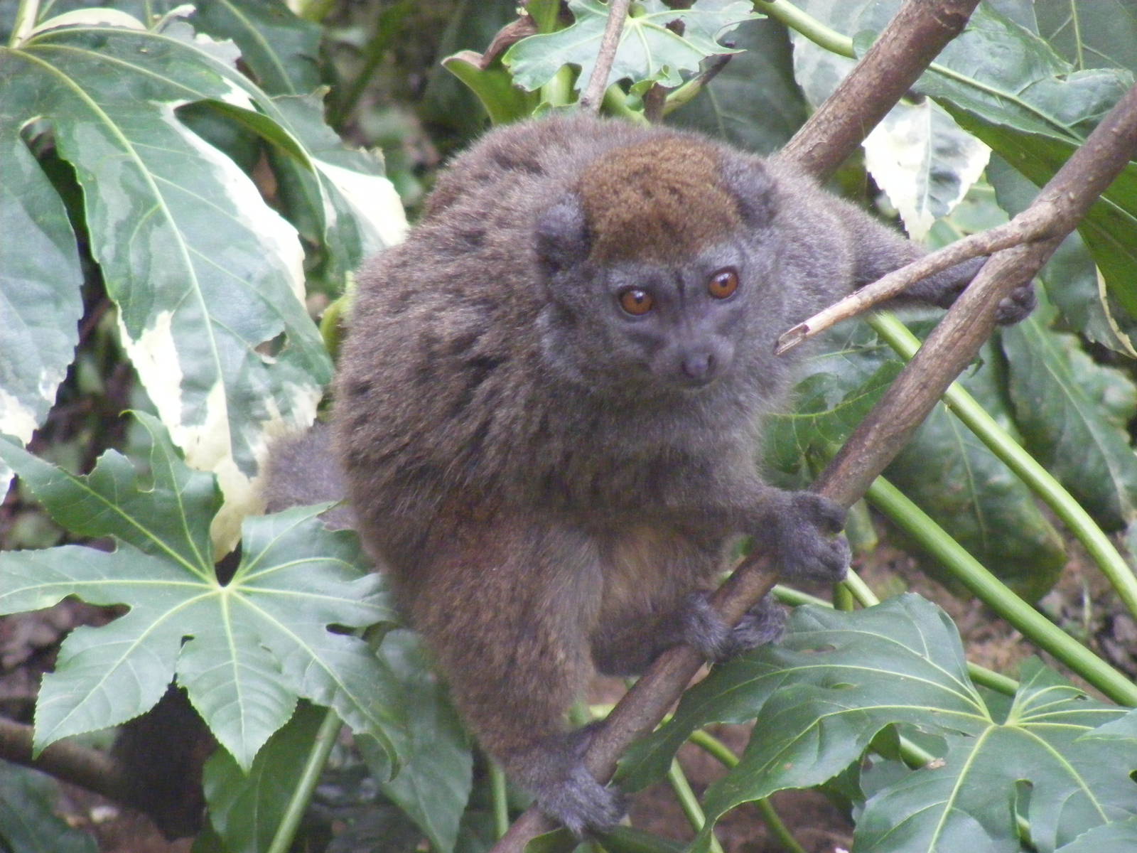Alaotran gentle lemur at Chessington Zoo, 6 February 2011