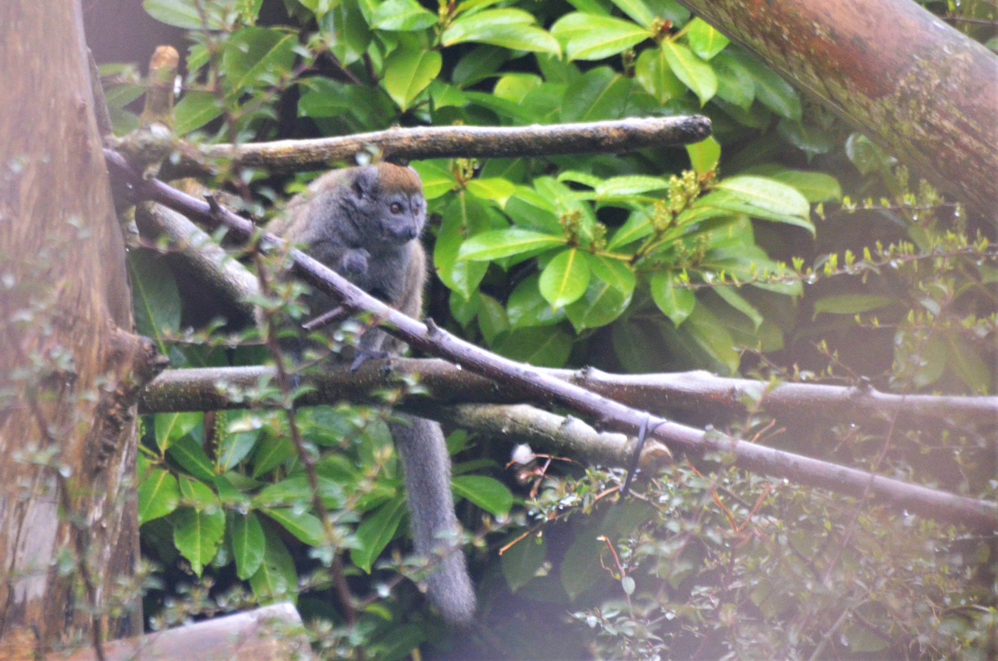 Alaotran Gentle Lemur at Chester, 07/04/18
