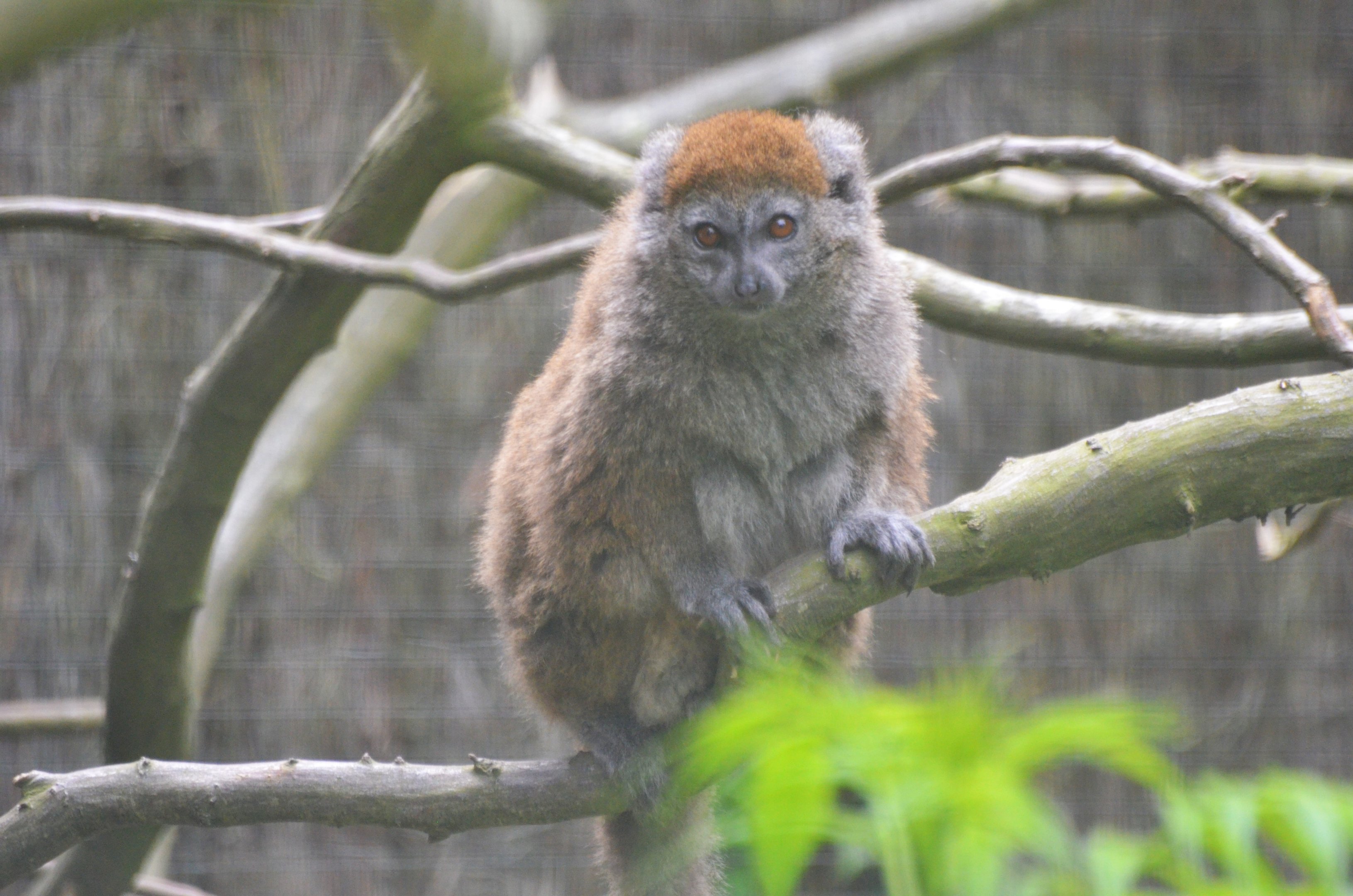 Alaotran Gentle Lemur at Clères, 16/06/18