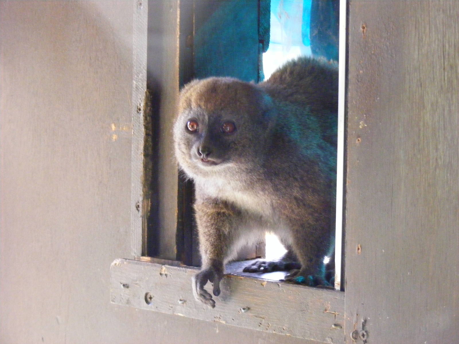 Alaotran gentle lemur at Marwell Wildlife, 21 March 2010