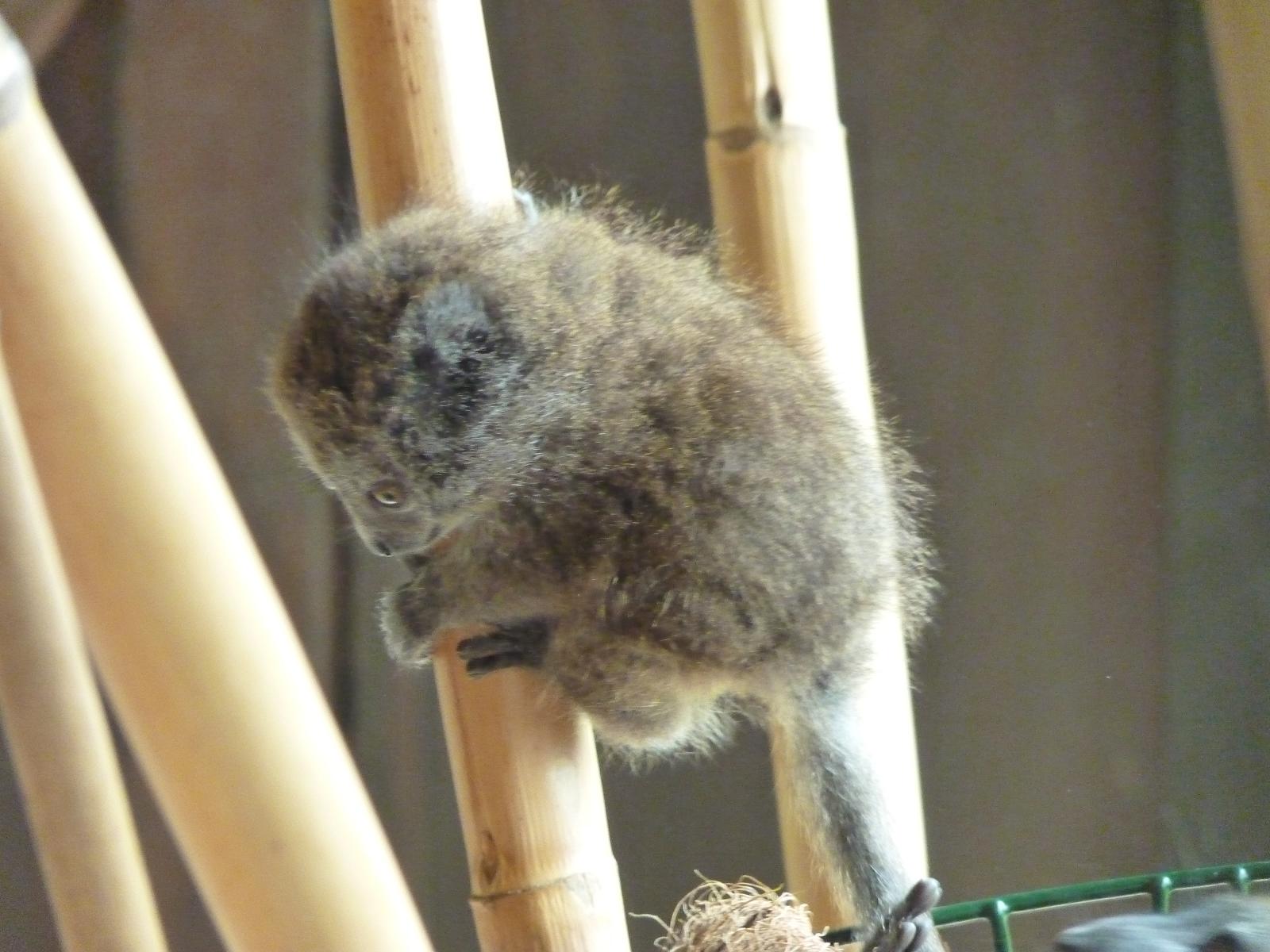 Alaotran Gentle Lemur Baby