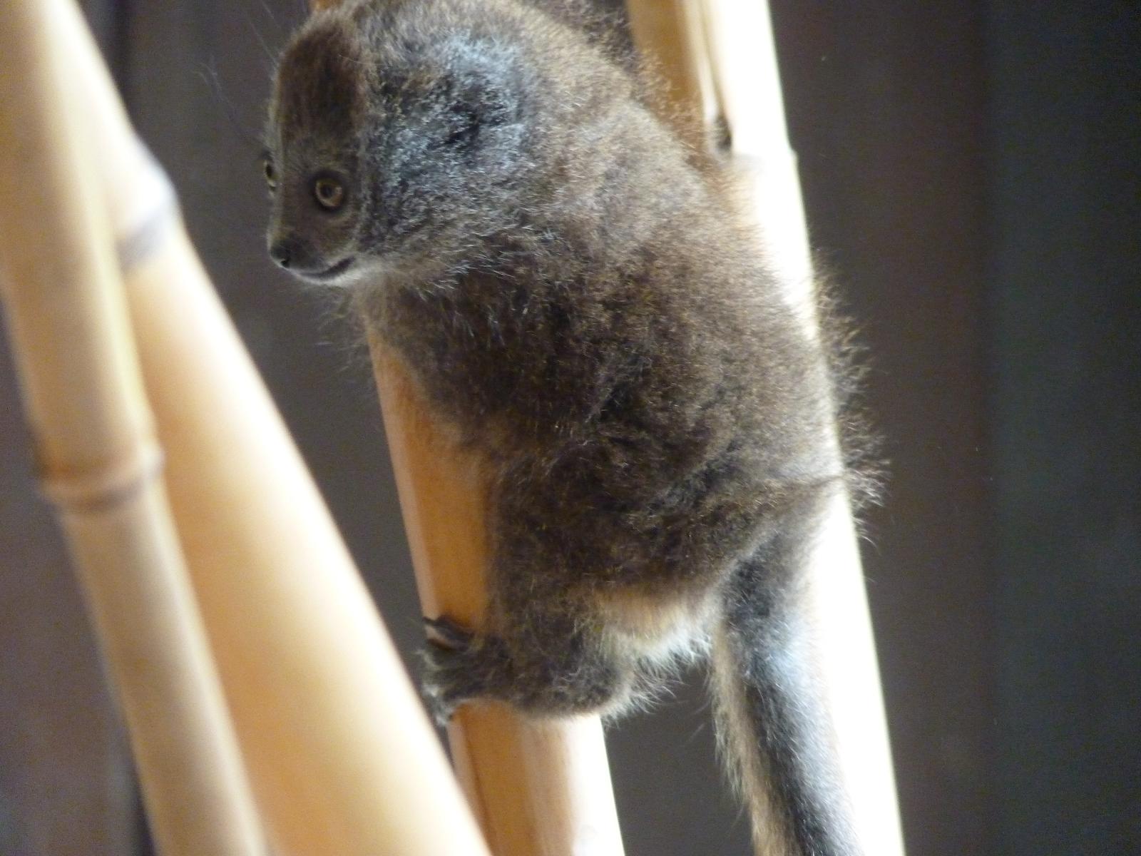 Alaotran Gentle Lemur Baby