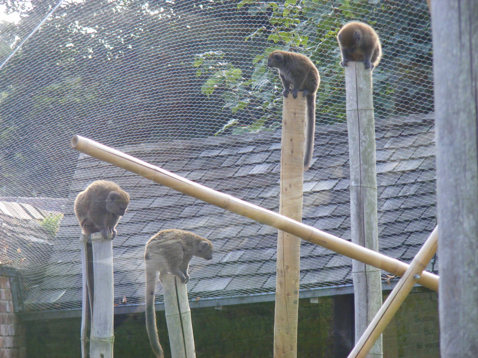 Alaotran gentle lemur family at Marwell Wildlife, 2 September 2010