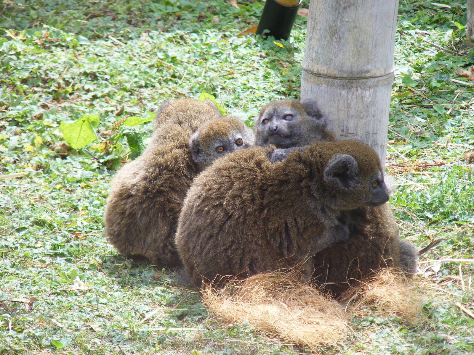 Alaotran gentle lemur family at Marwell Wildlife, 8 August 2010