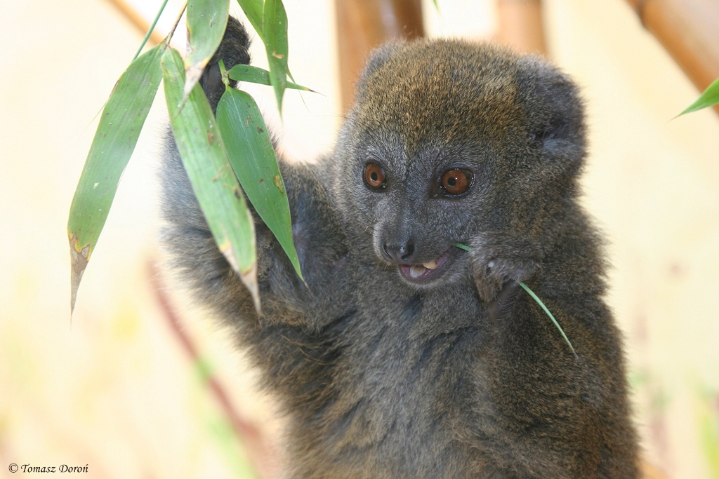 Alaotran Gentle Lemur (Hapalemur alaotrensis)