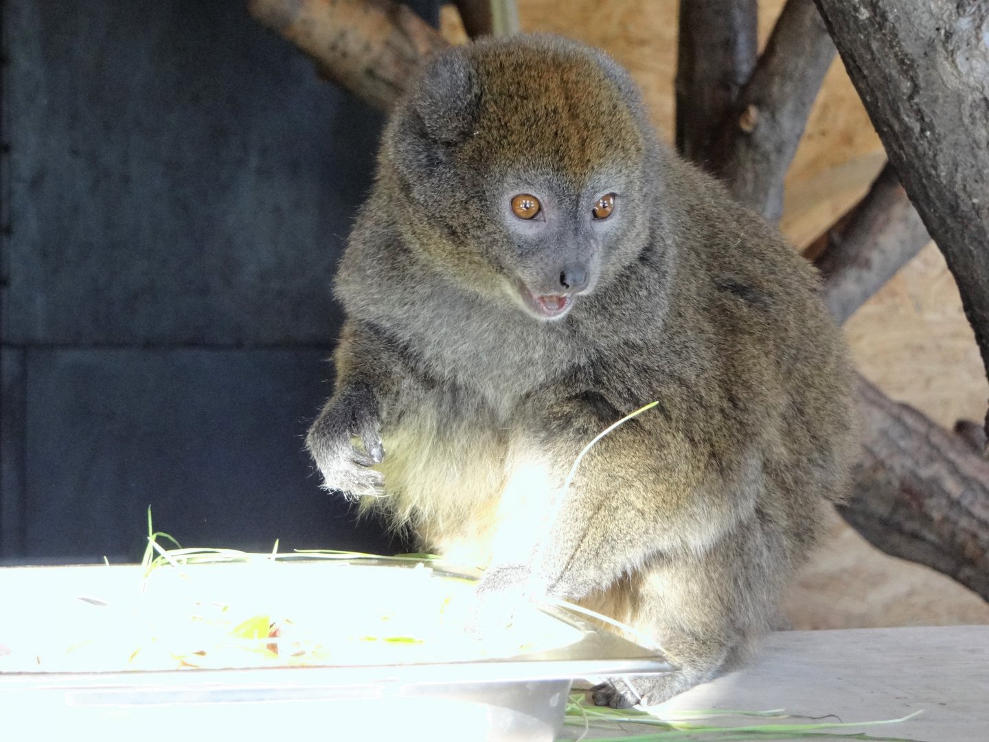 Alaotran Gentle Lemur (Hapalemur alaotrensis)