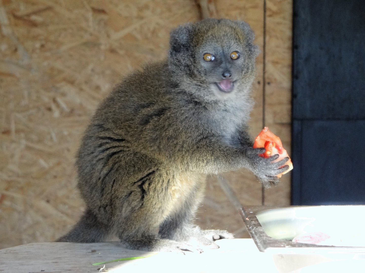 Alaotran Gentle Lemur (Hapalemur alaotrensis)