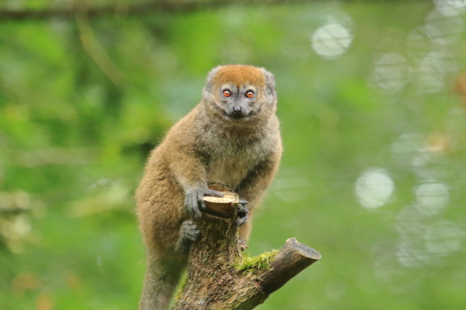 Alaotran gentle lemur (July 2020)