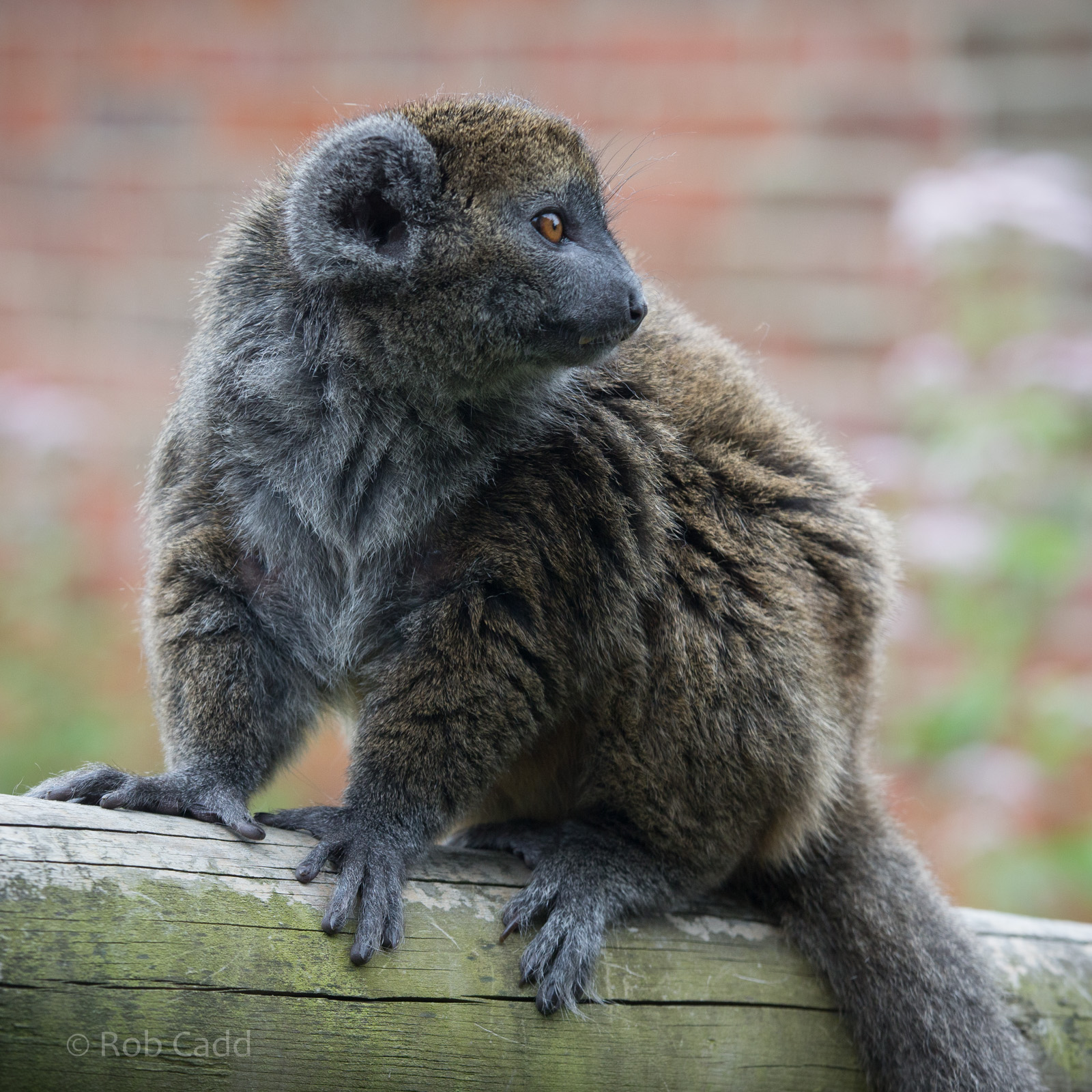 Alaotran gentle lemur : Marwell : 08 Aug 2014