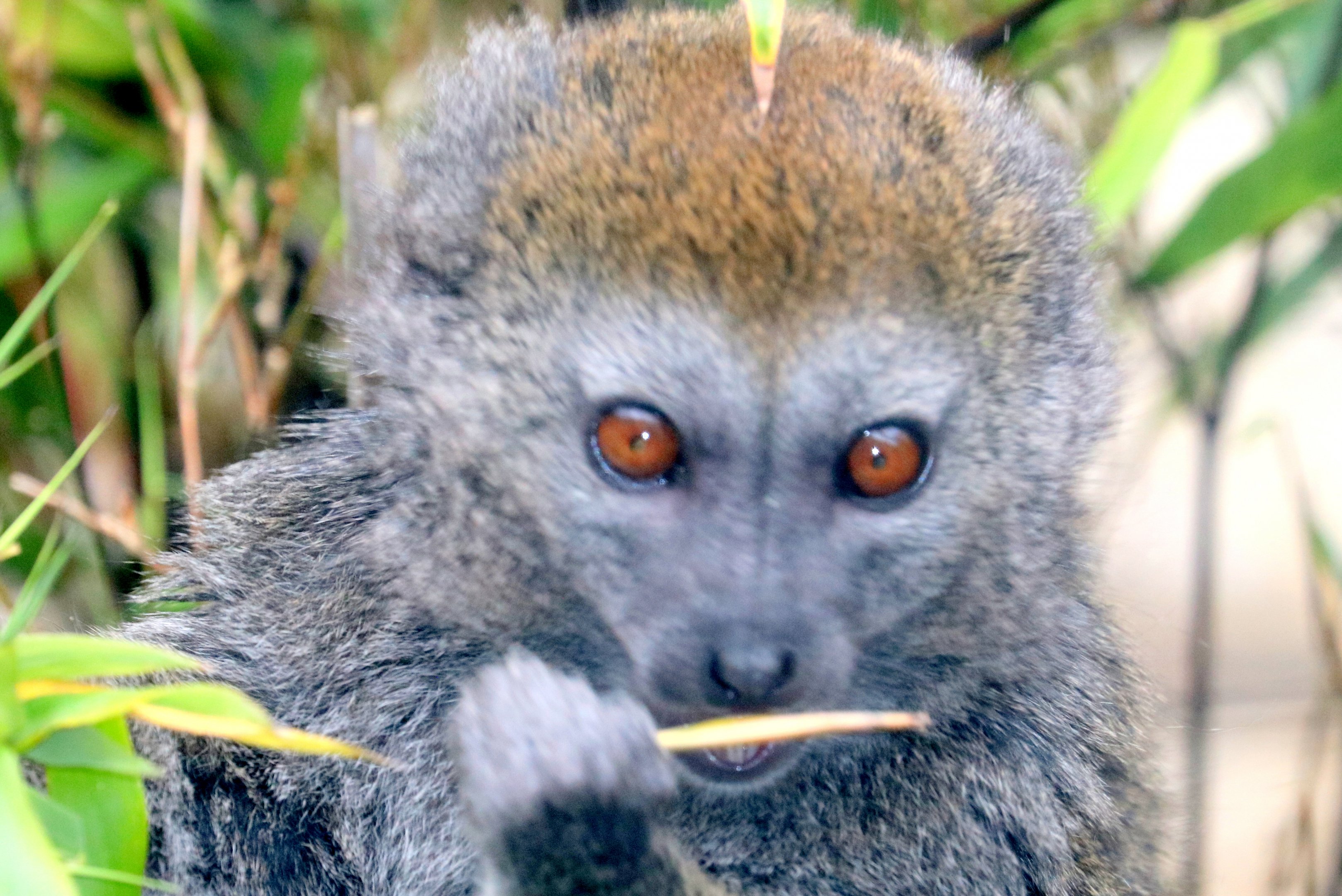 Alaotran gentle lemur; Marwell; 16th June 2019