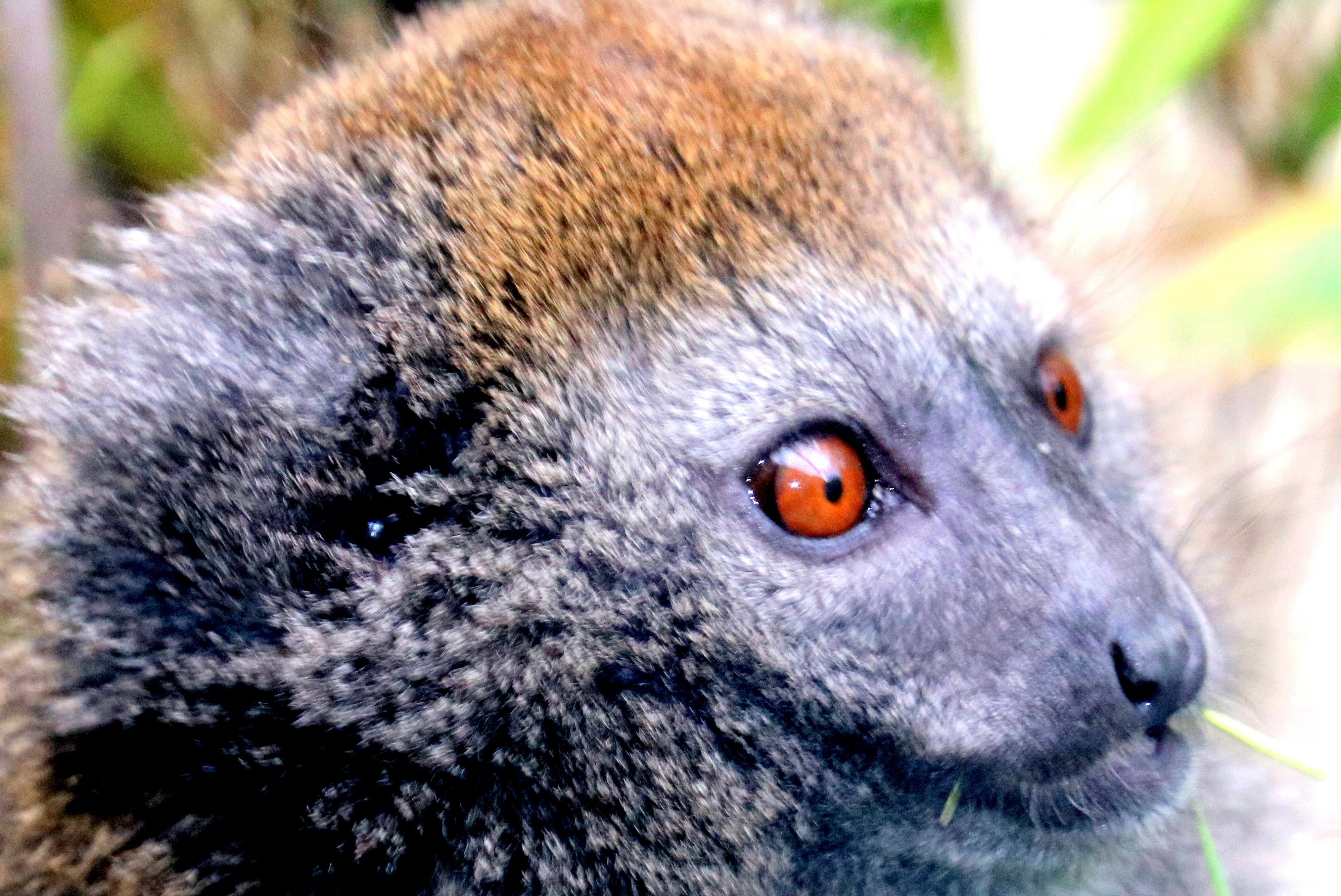 Alaotran gentle lemur; Marwell; 16th June 2019