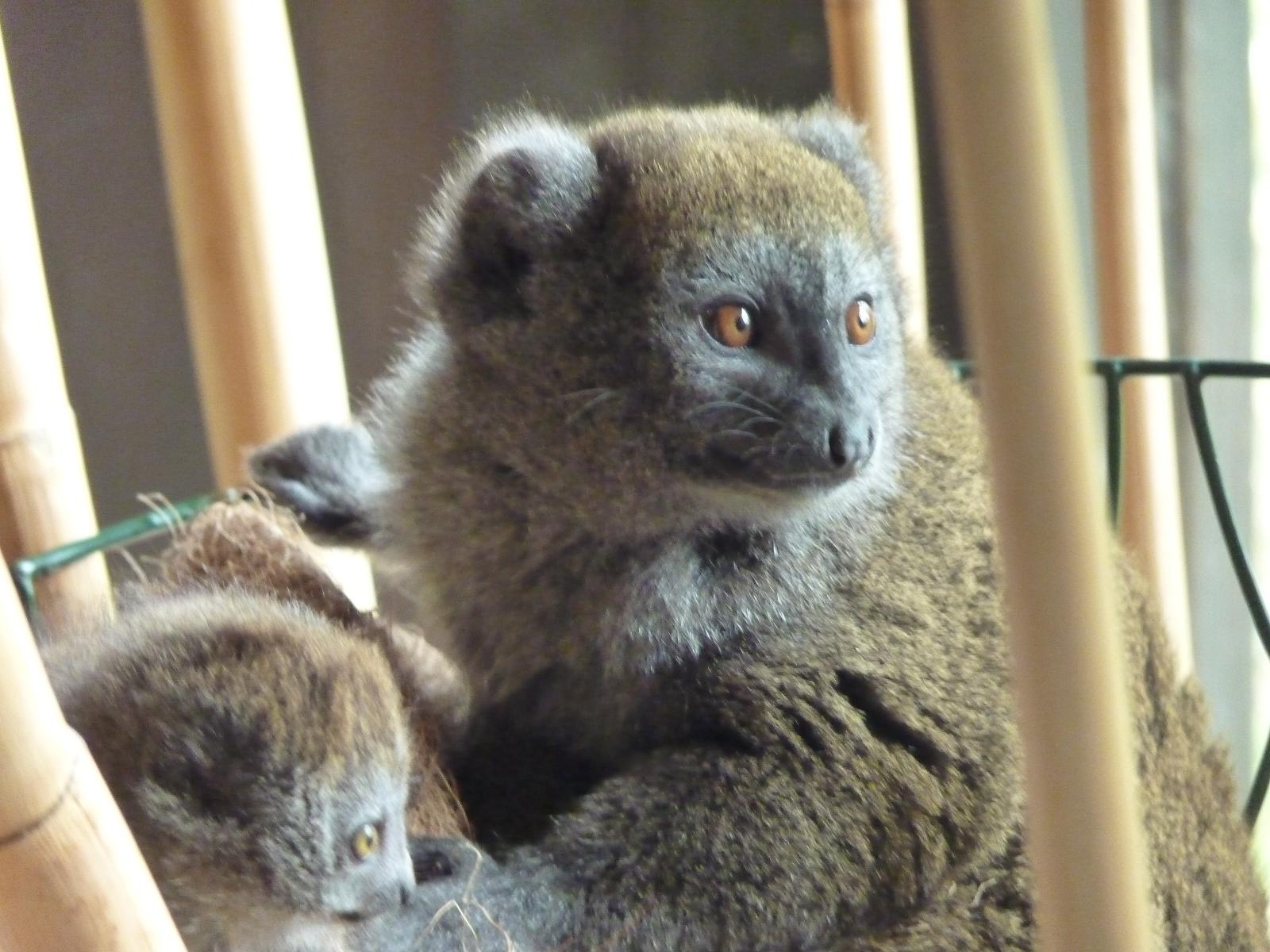 Alaotran Gentle Lemur Mum and Baby