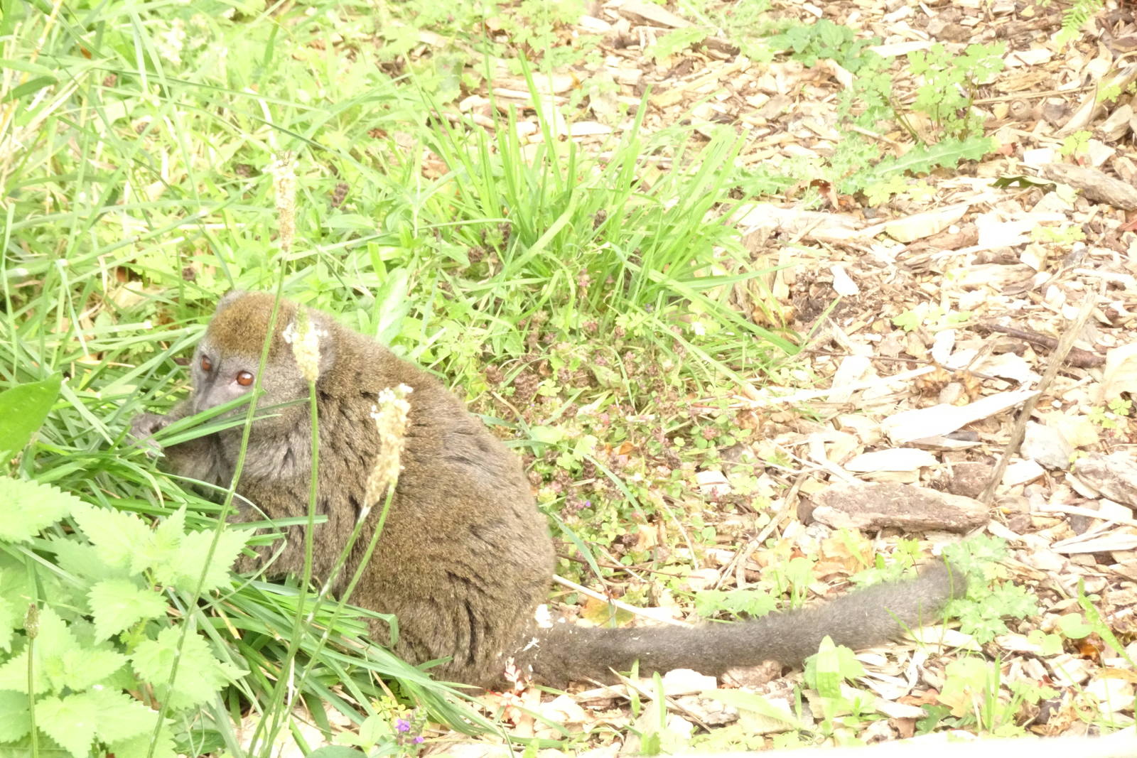 Alaotran gentle lemur, October 2016