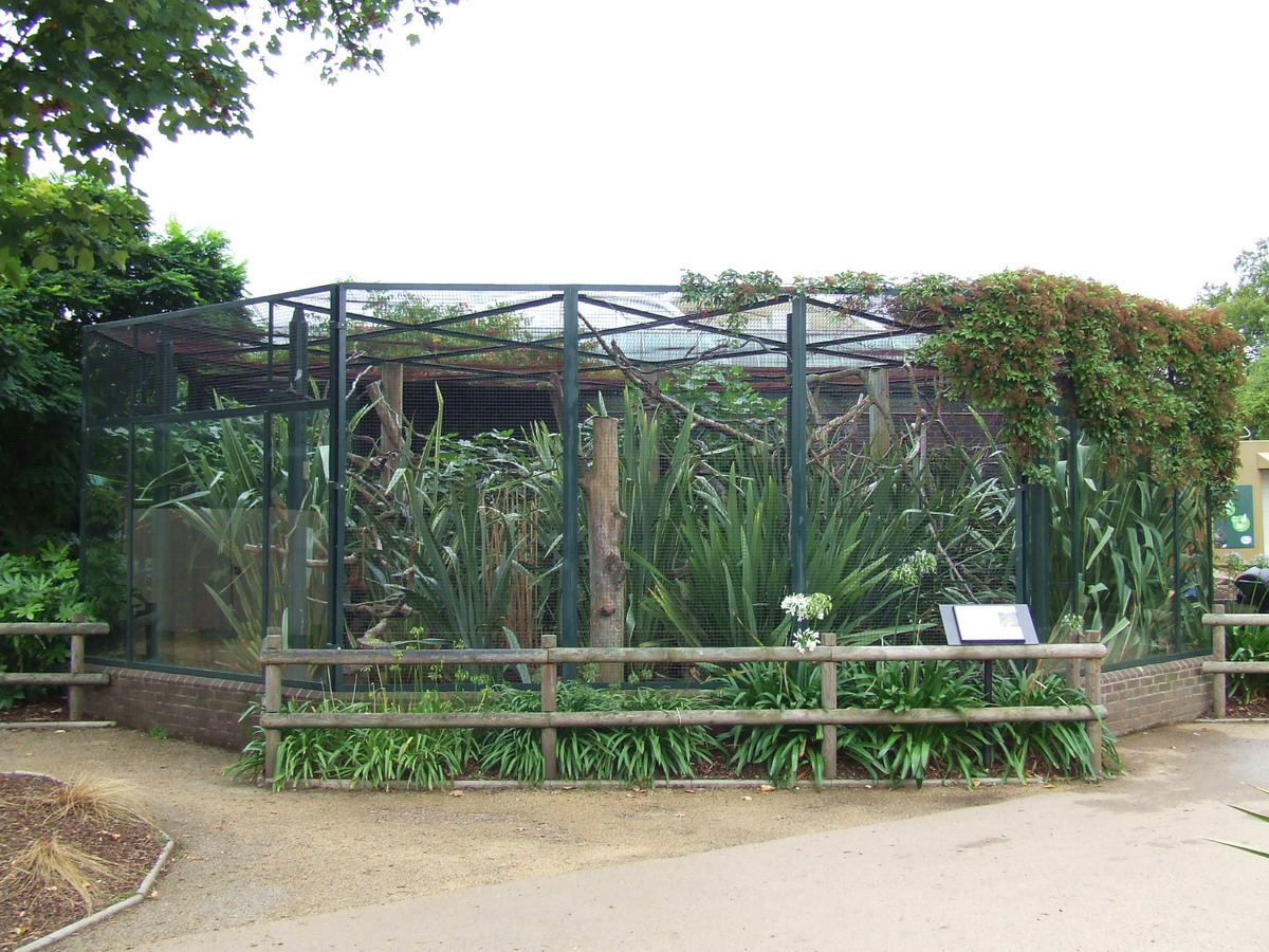 Alaotran Gentle Lemur outdoor cage, Clore Rainforest Lookout