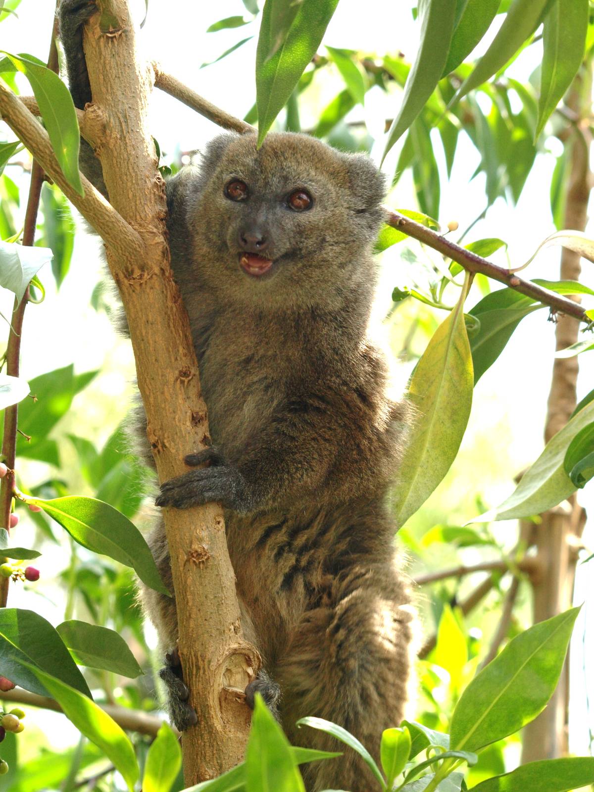 Alaotran gentle lemur