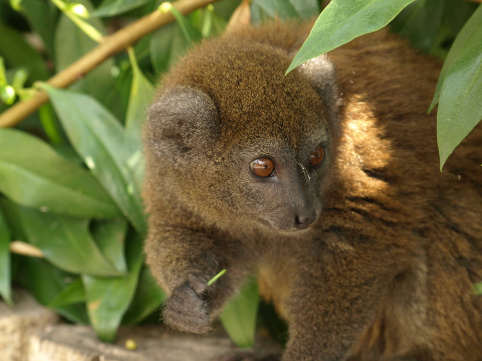 Alaotran gentle lemur