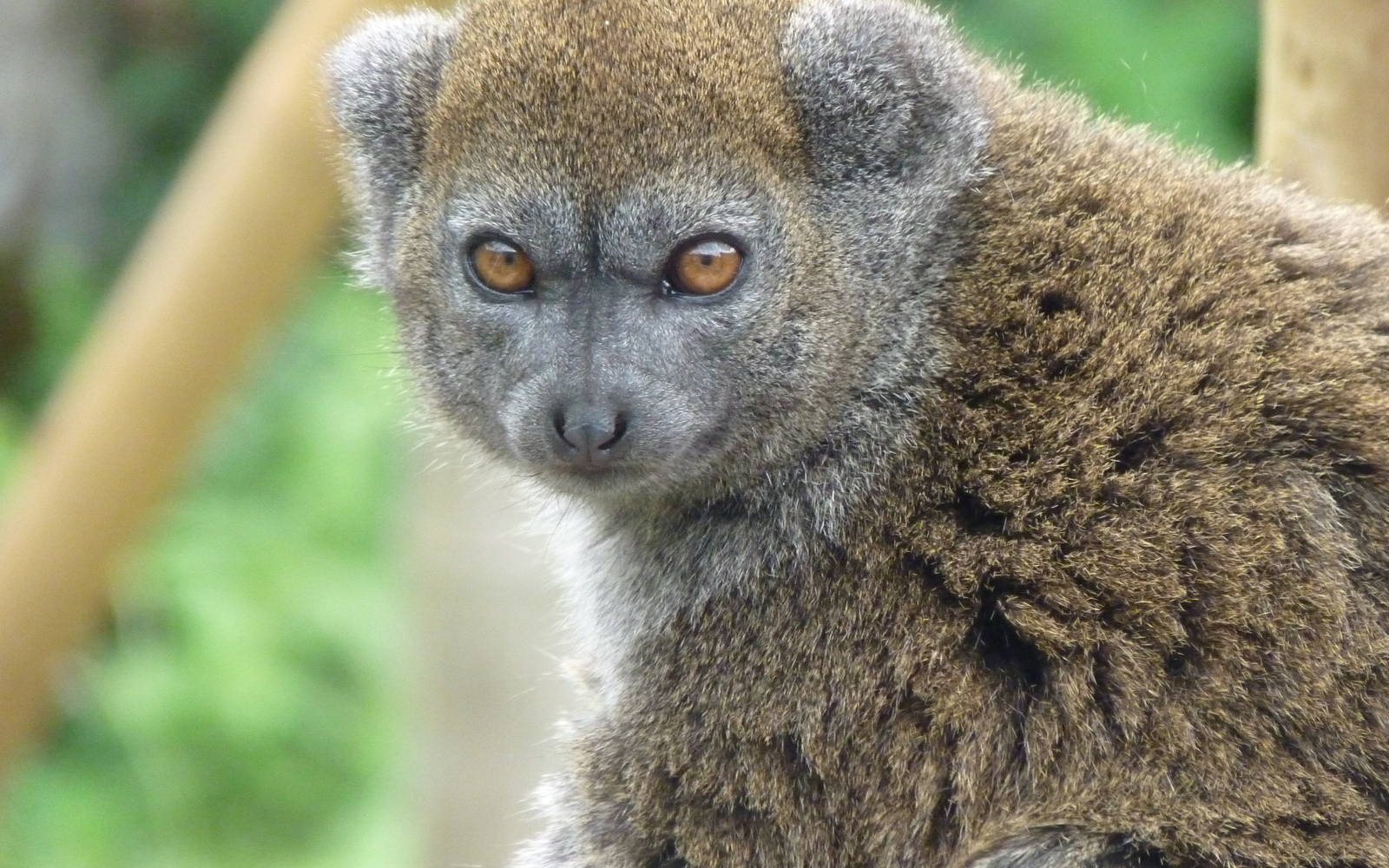 Alaotran Gentle Lemur