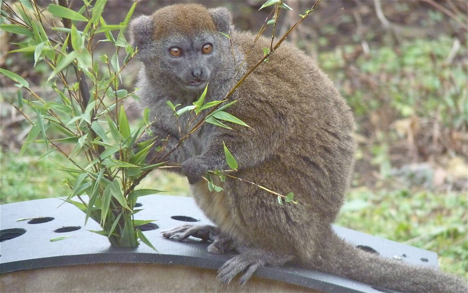 Alaotran Gentle Lemur