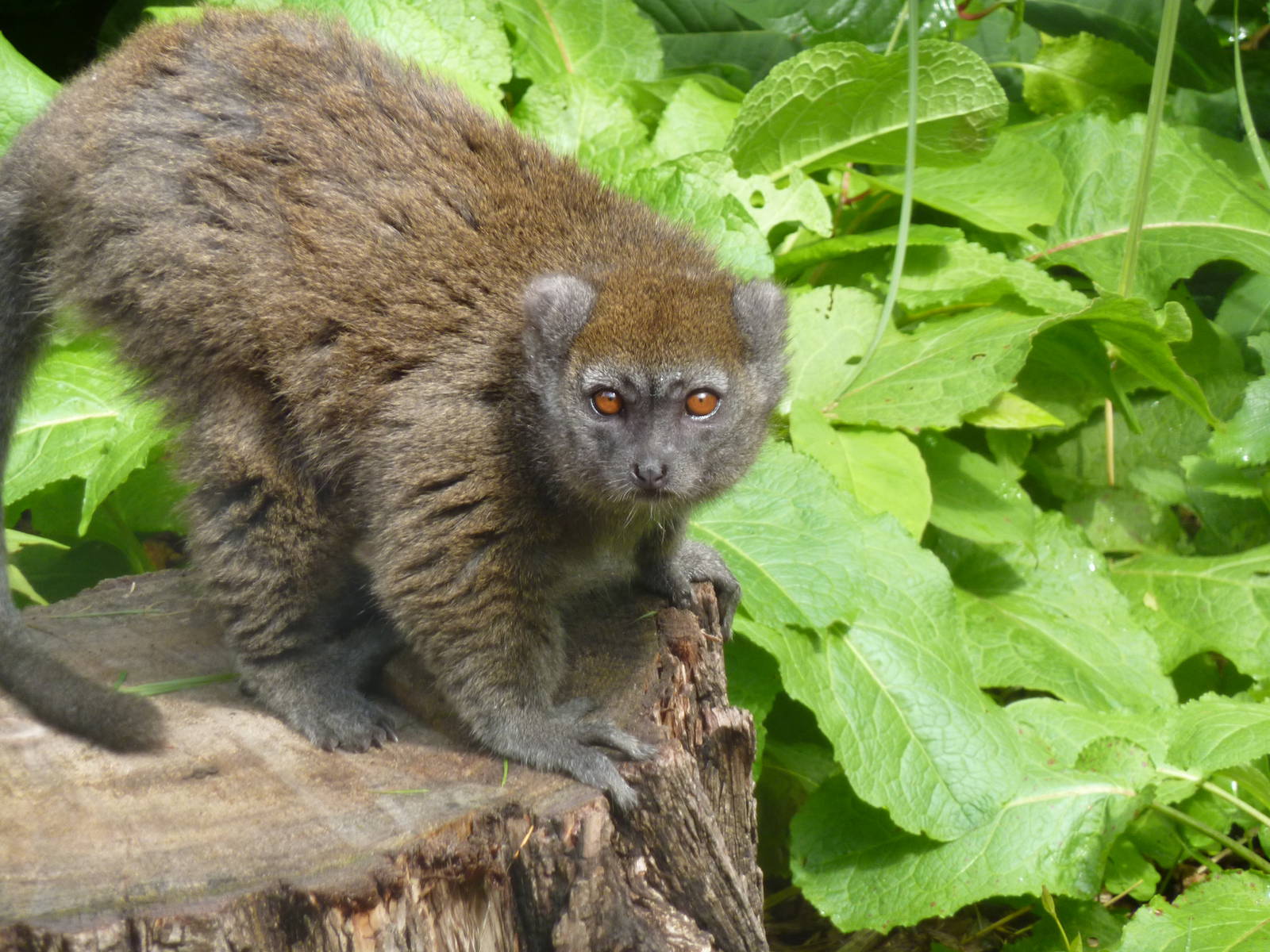Alaotran gentle lemur