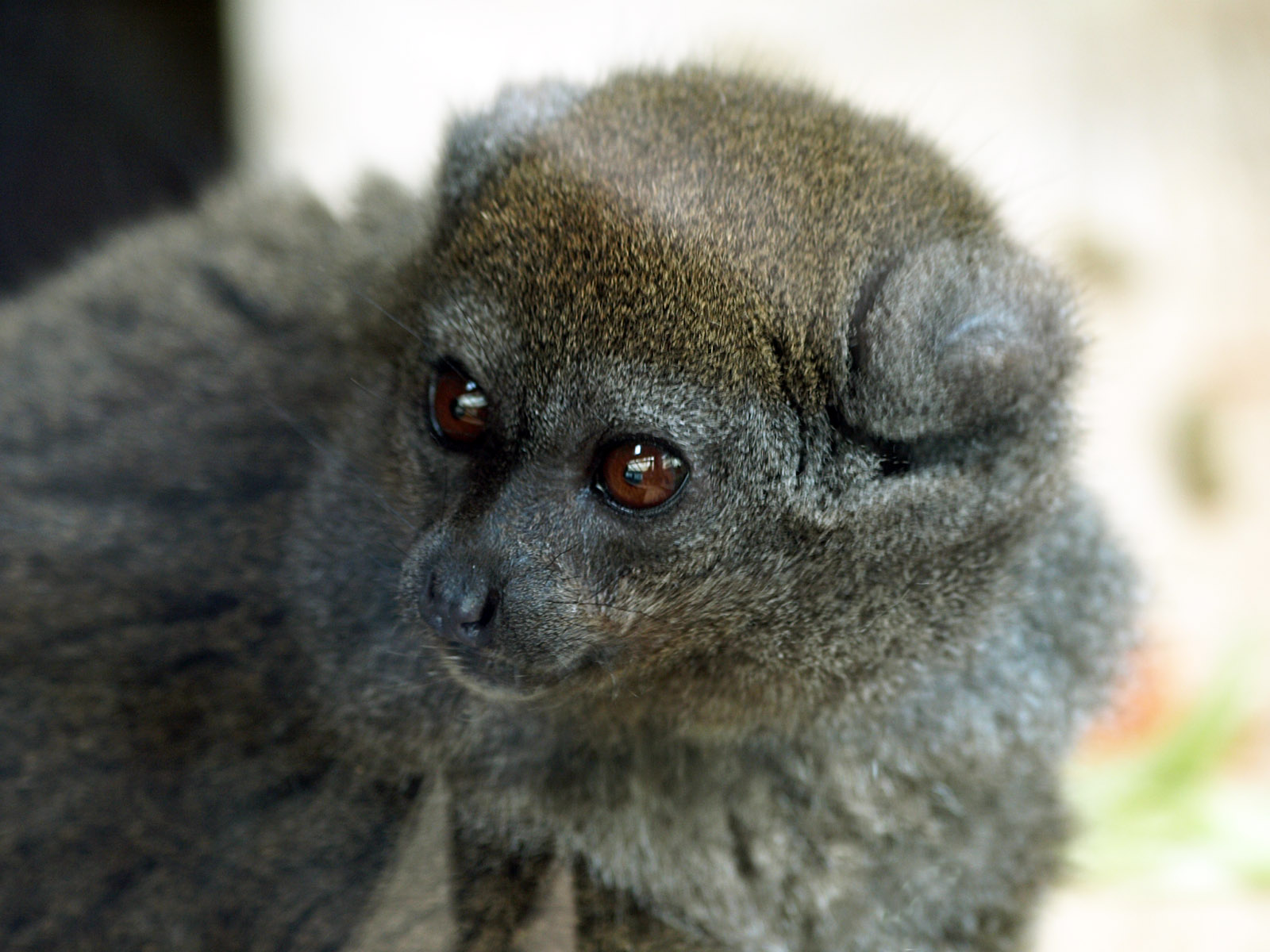 Alaotran Gentle lemur