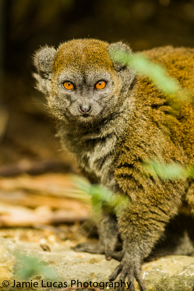 Alaotran Gentle Lemur