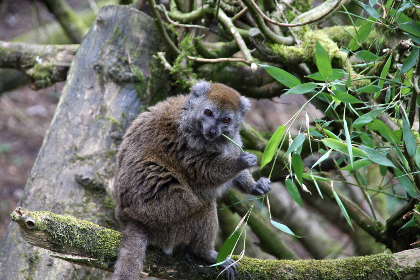 Alaotran gentle lemur