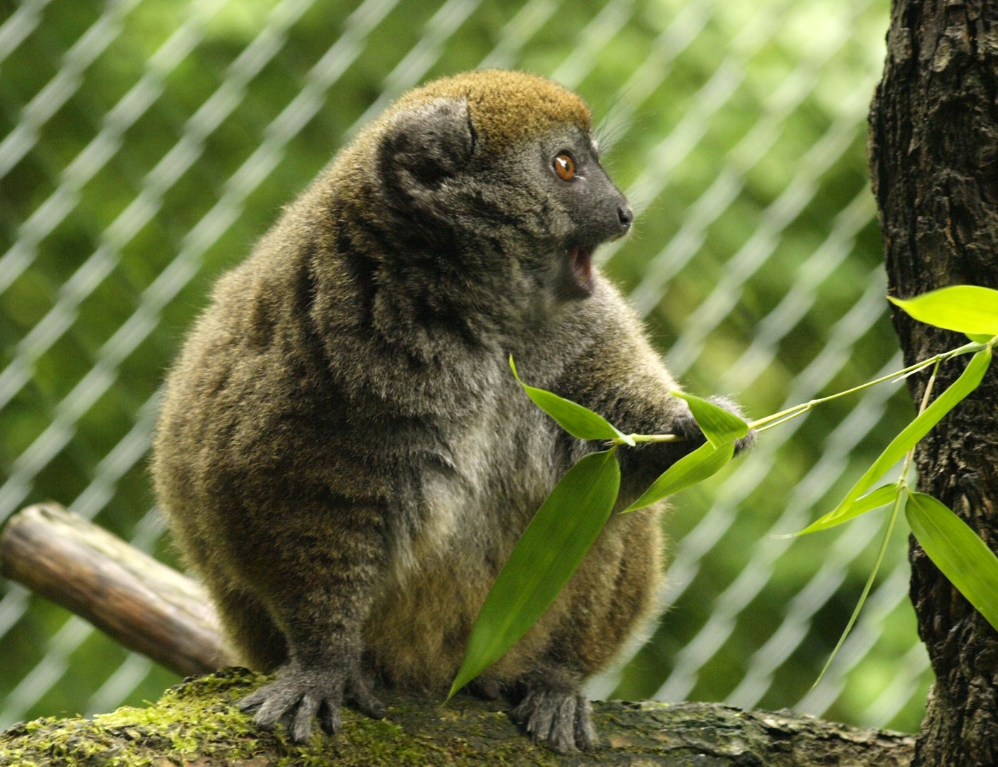 Alaotran gentle lemur
