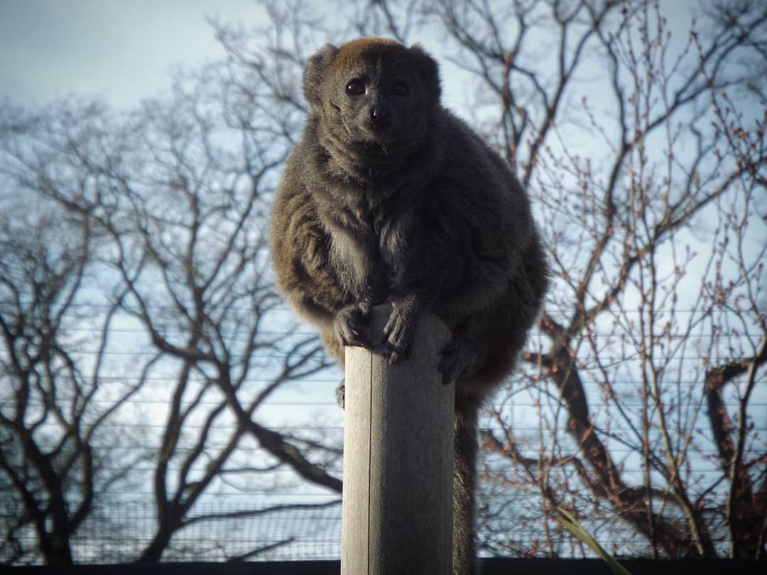 Alaotran Gentle Lemur