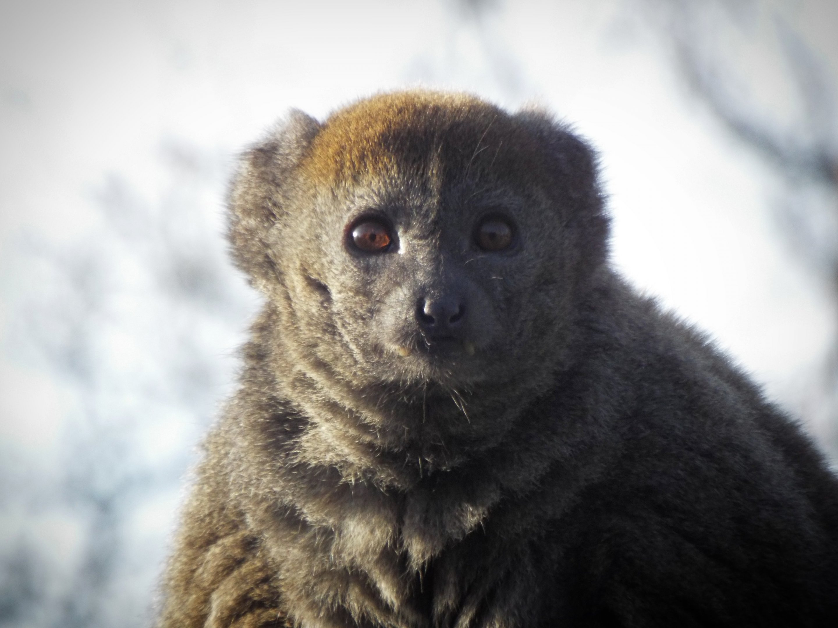Alaotran Gentle Lemur