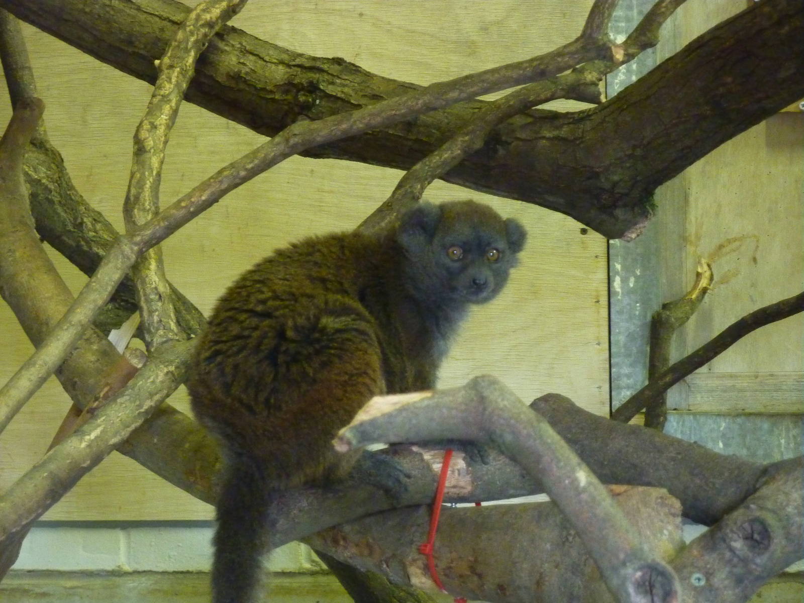 Alaotran gentle lemur