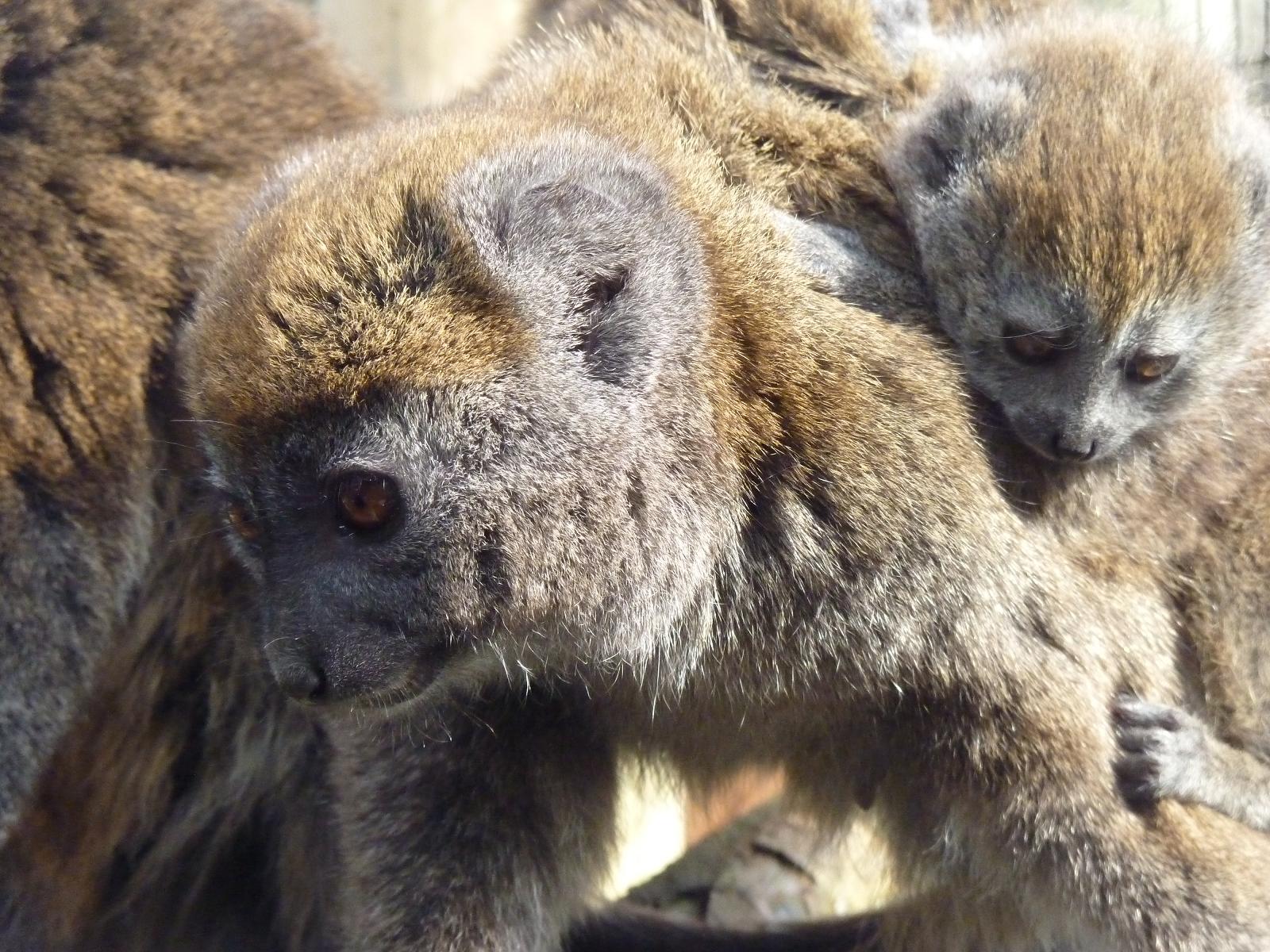 Alaotran Gentle Lemurs and Baby