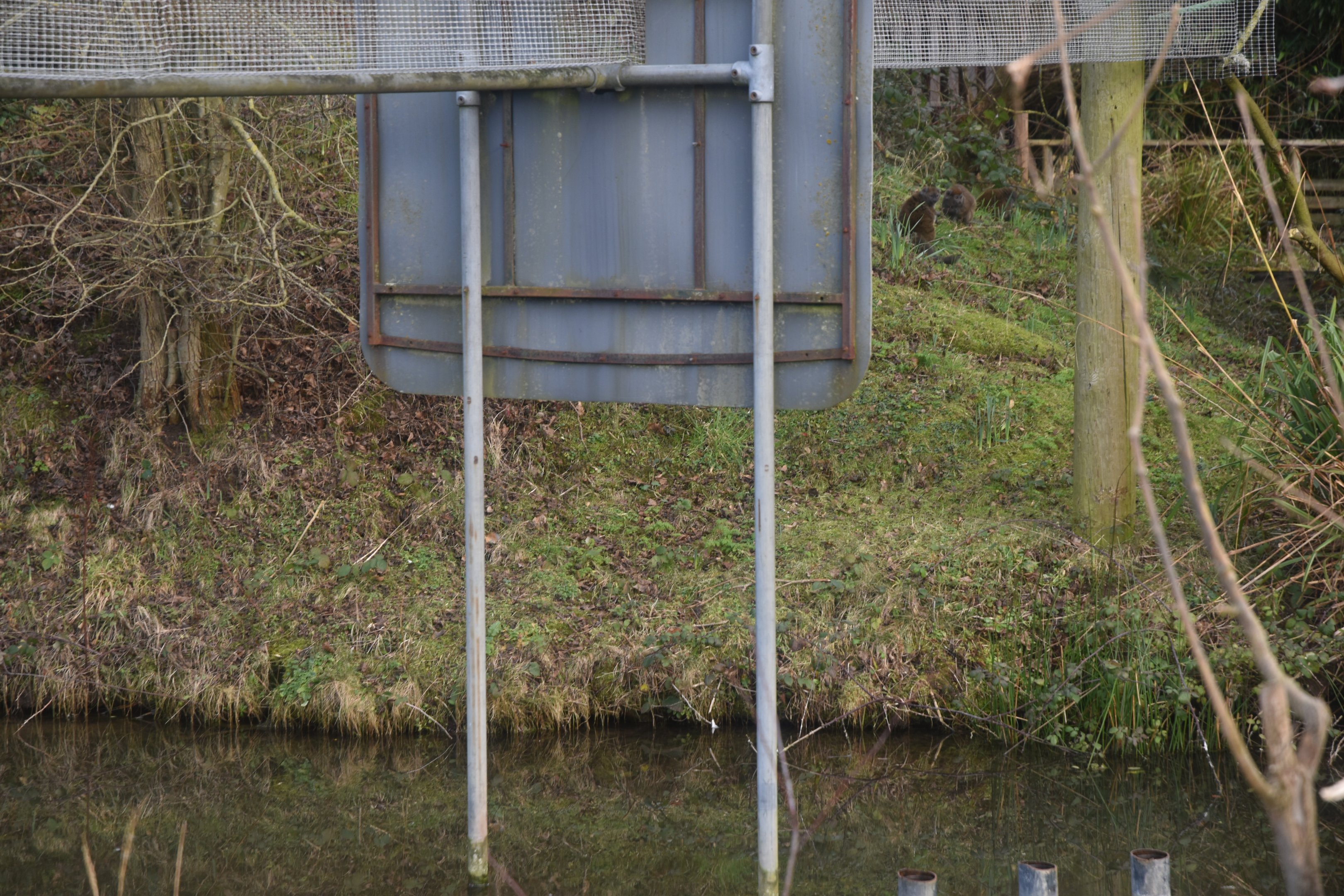 Alaotran Gentle Lemurs on Island at Chester, 1st February 2025
