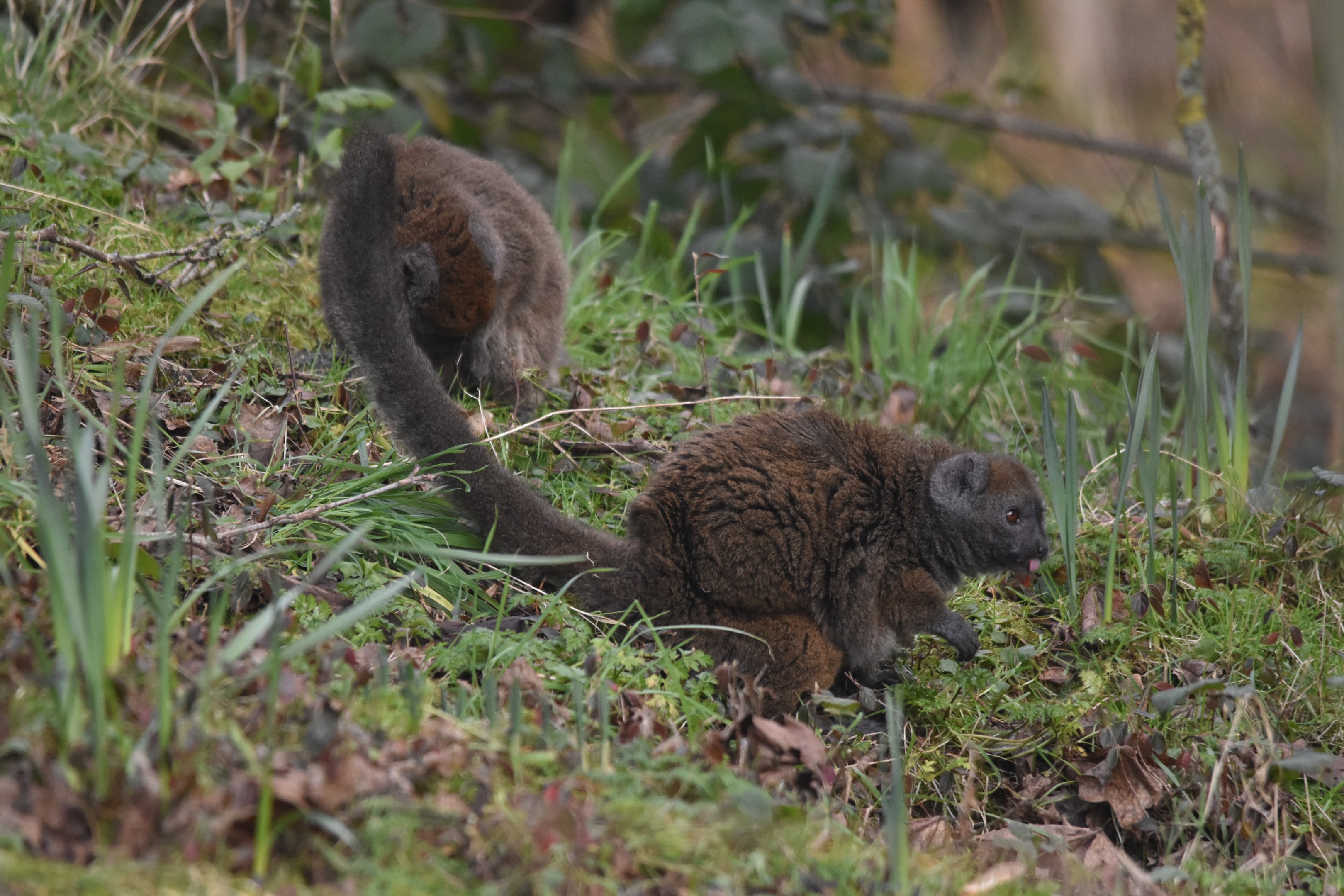 Alaotran Gentle Lemurs on Island at Chester, 1st February 2025