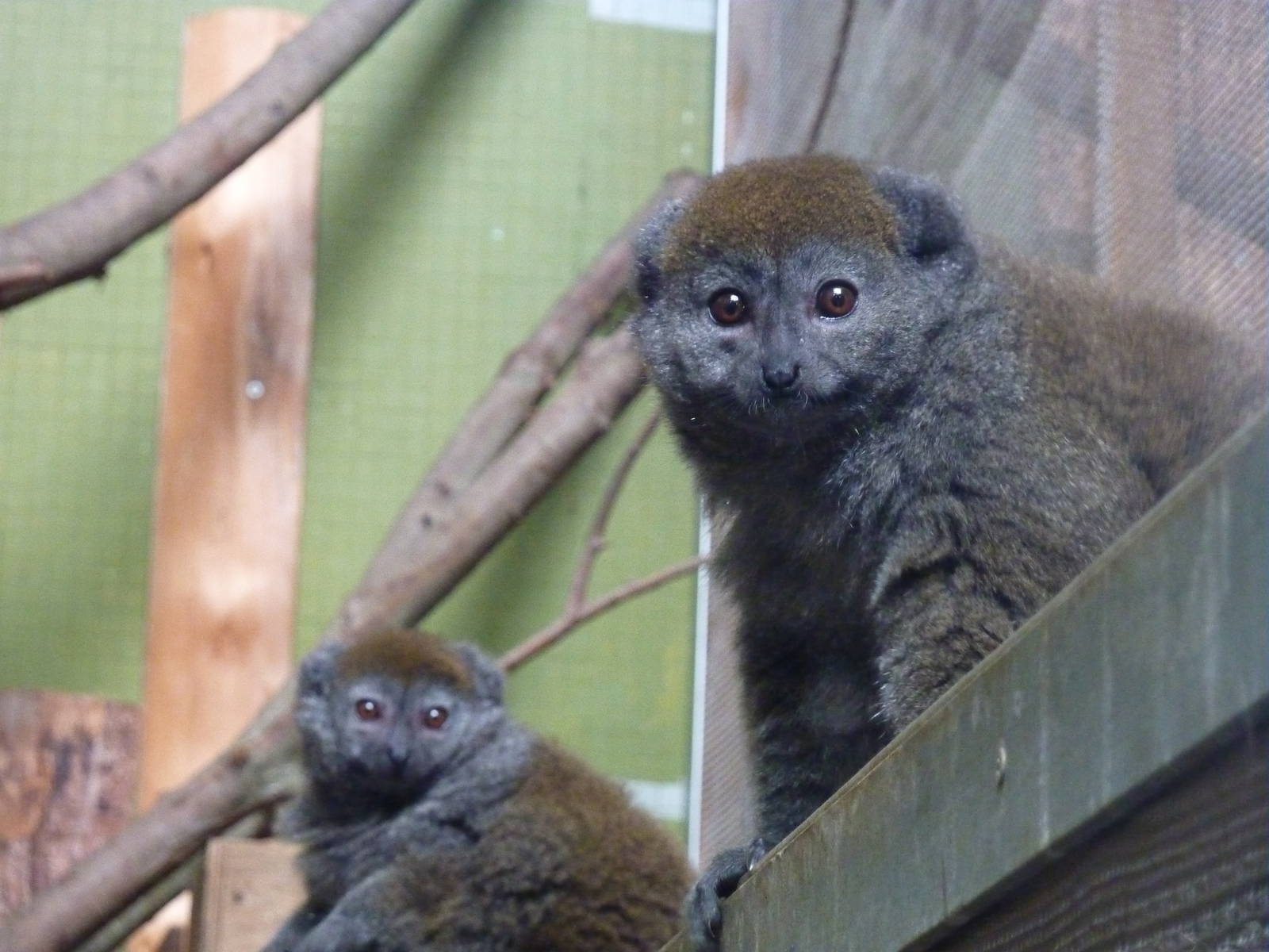 Alaotran gentle lemurs