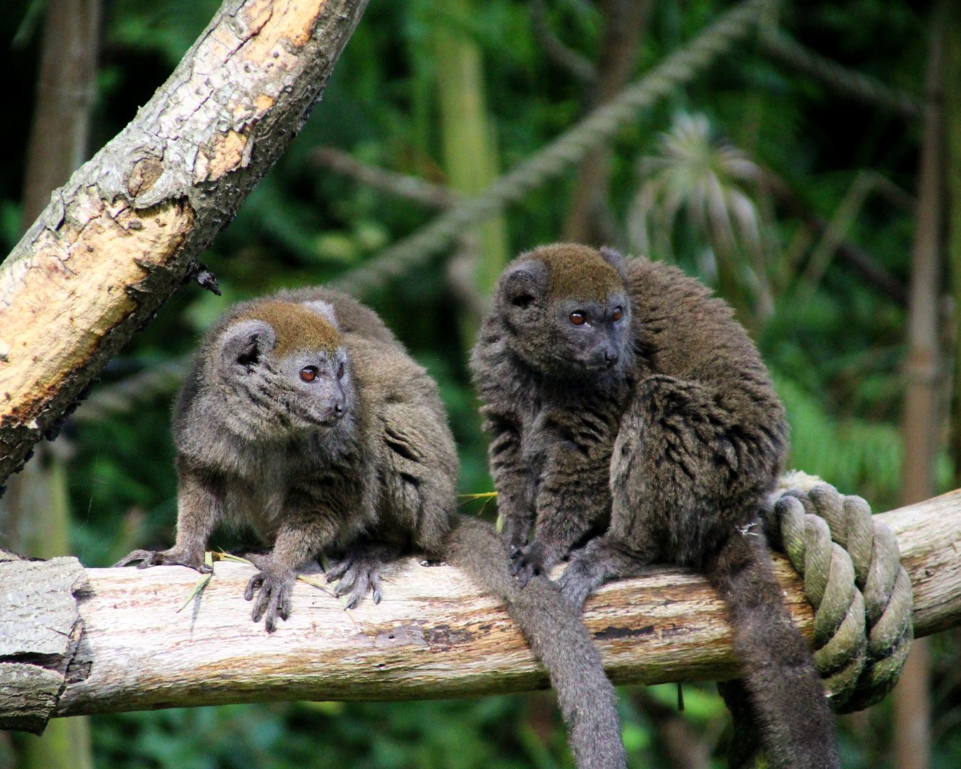 Alaotran Gentle Lemurs