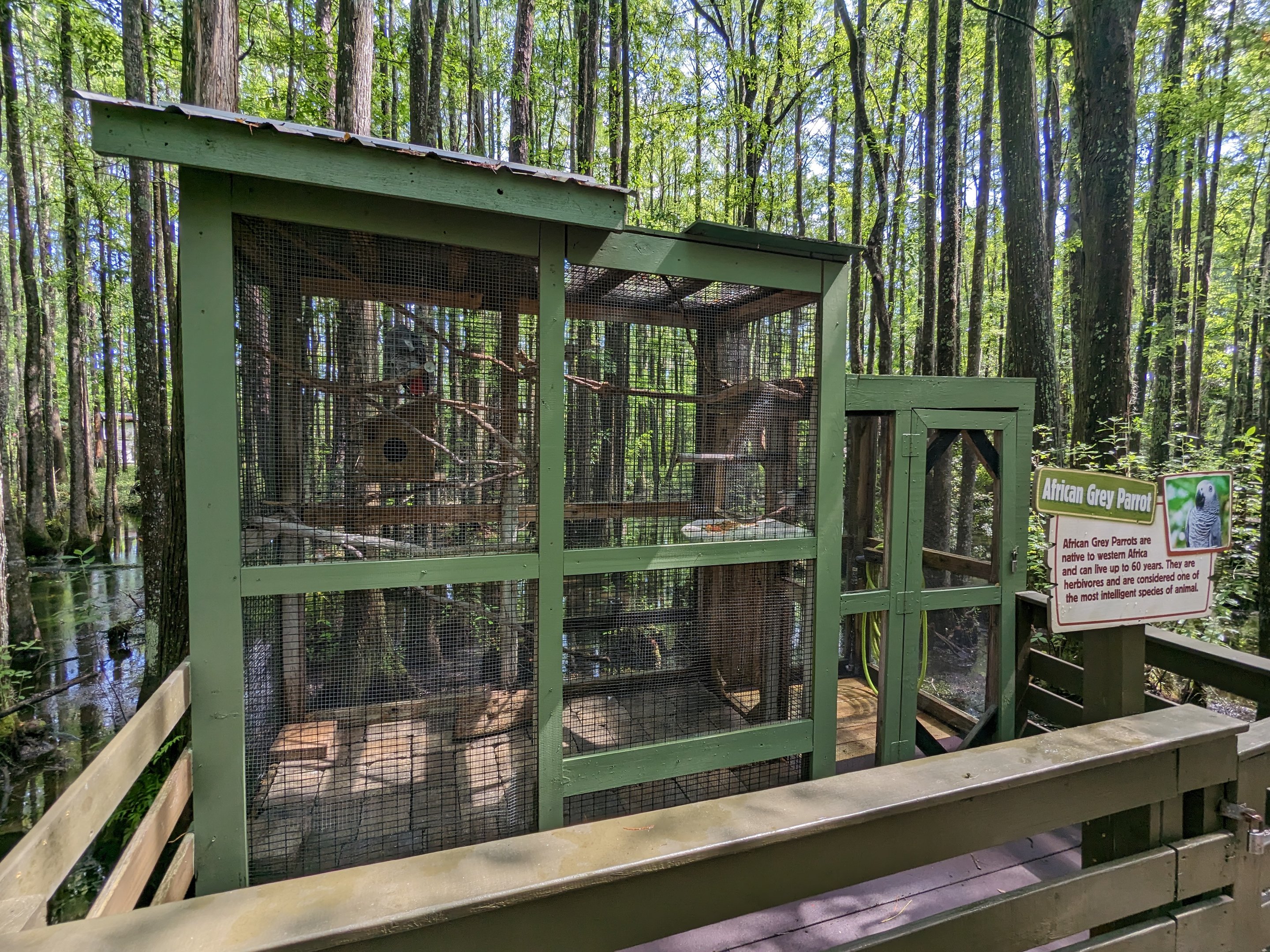 Alapaha Trail - African grey parrot