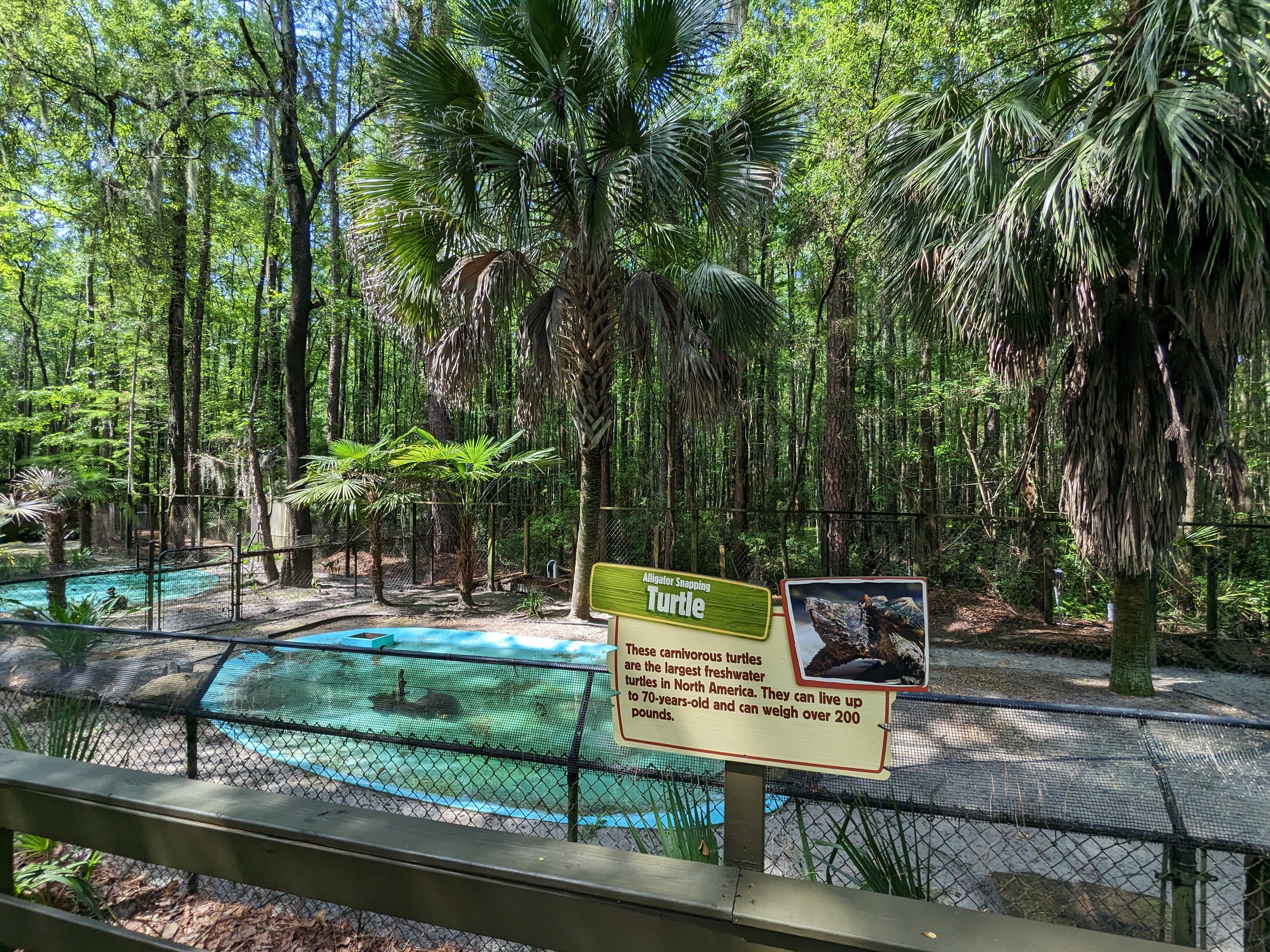 Alapaha Trail - alligator snapping turtle