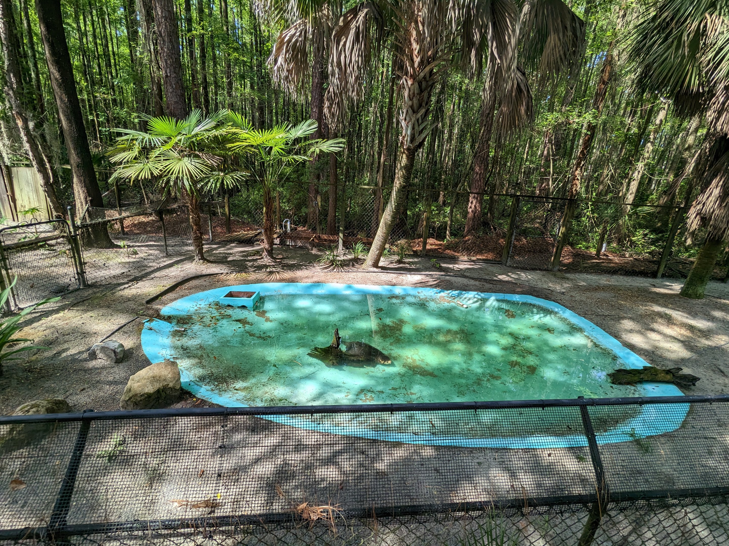 Alapaha Trail - alligator snapping turtle