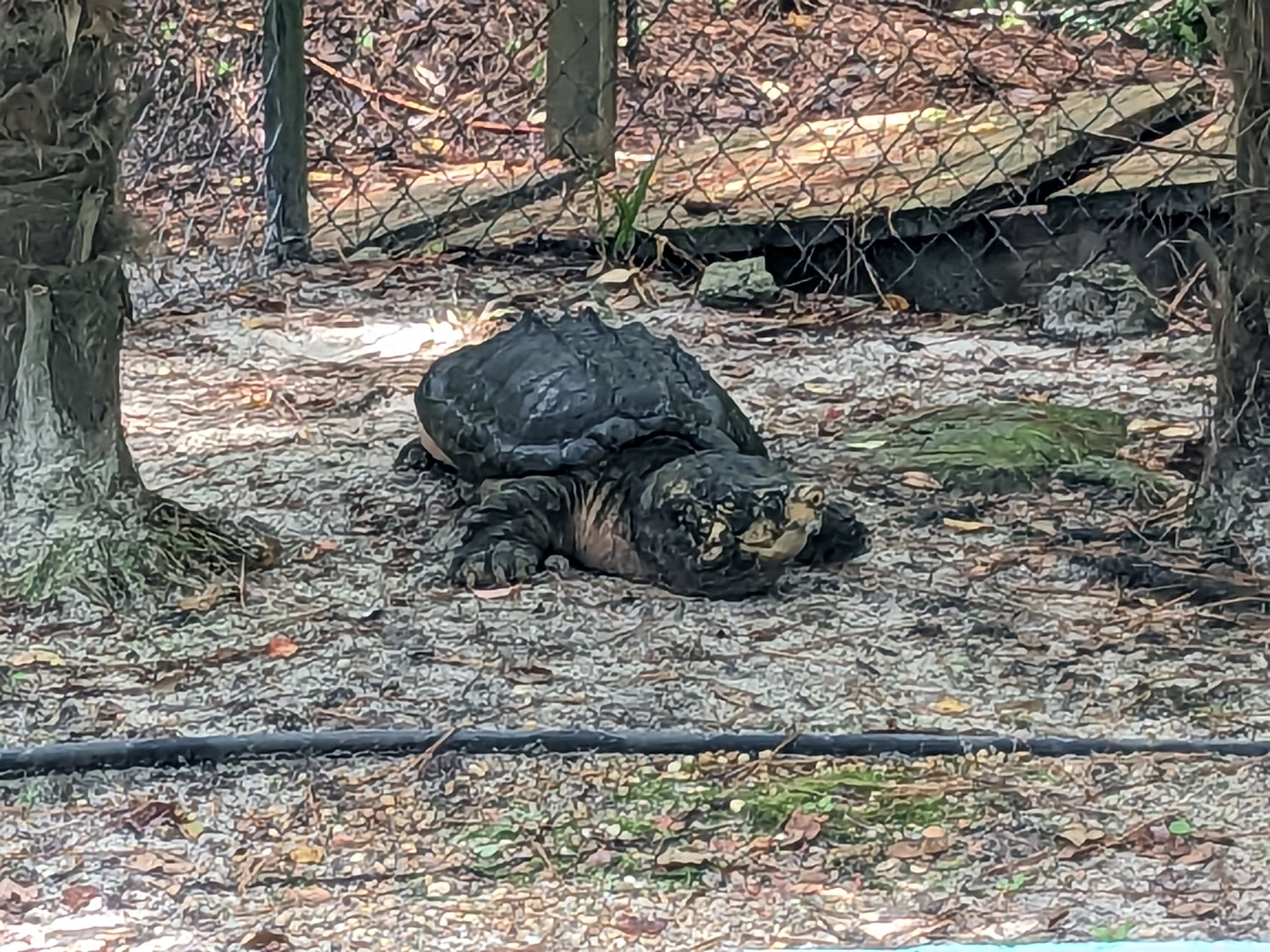 Alapaha Trail - alligator snapping turtle