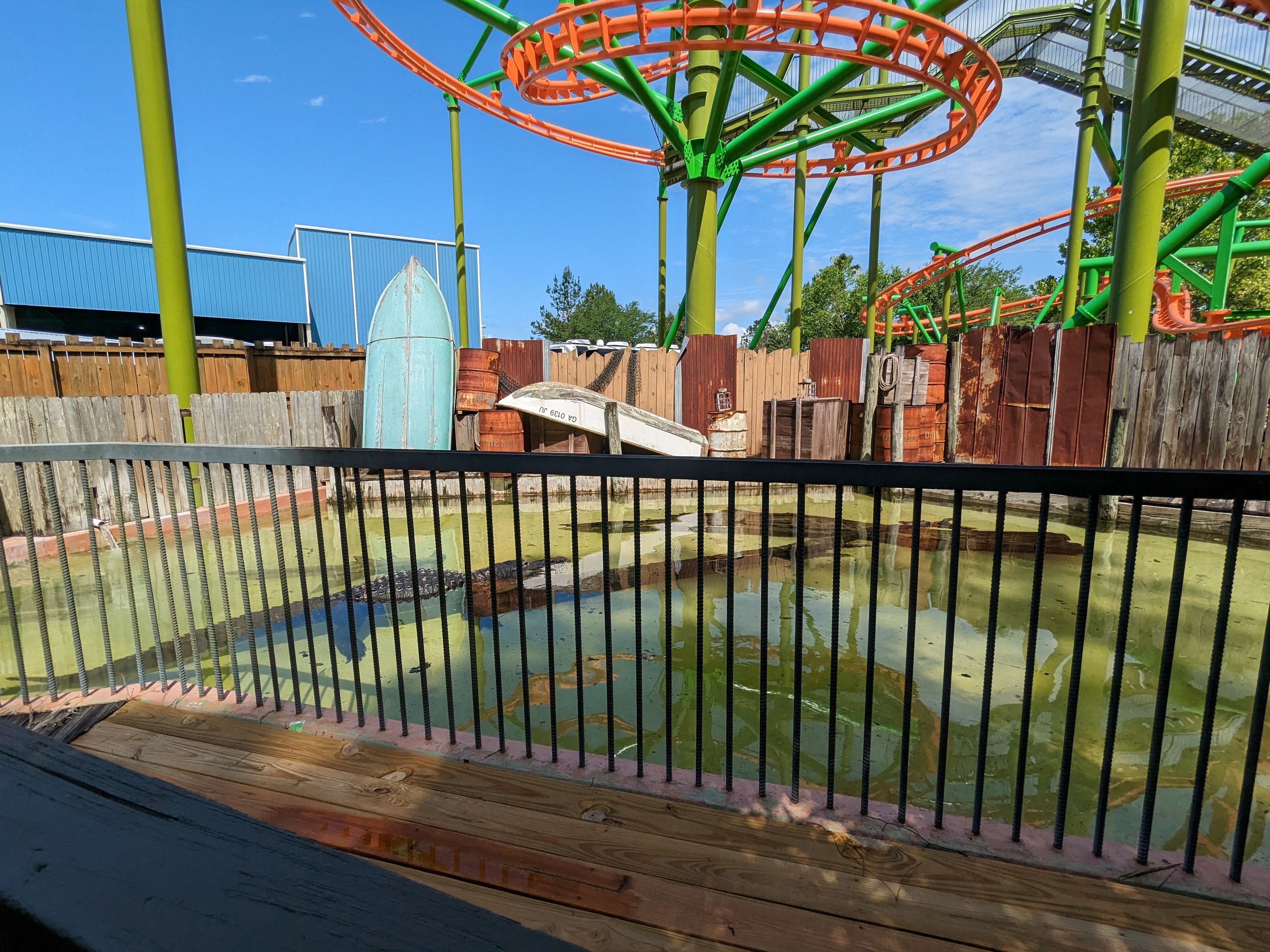 Alapaha Trail - American alligator