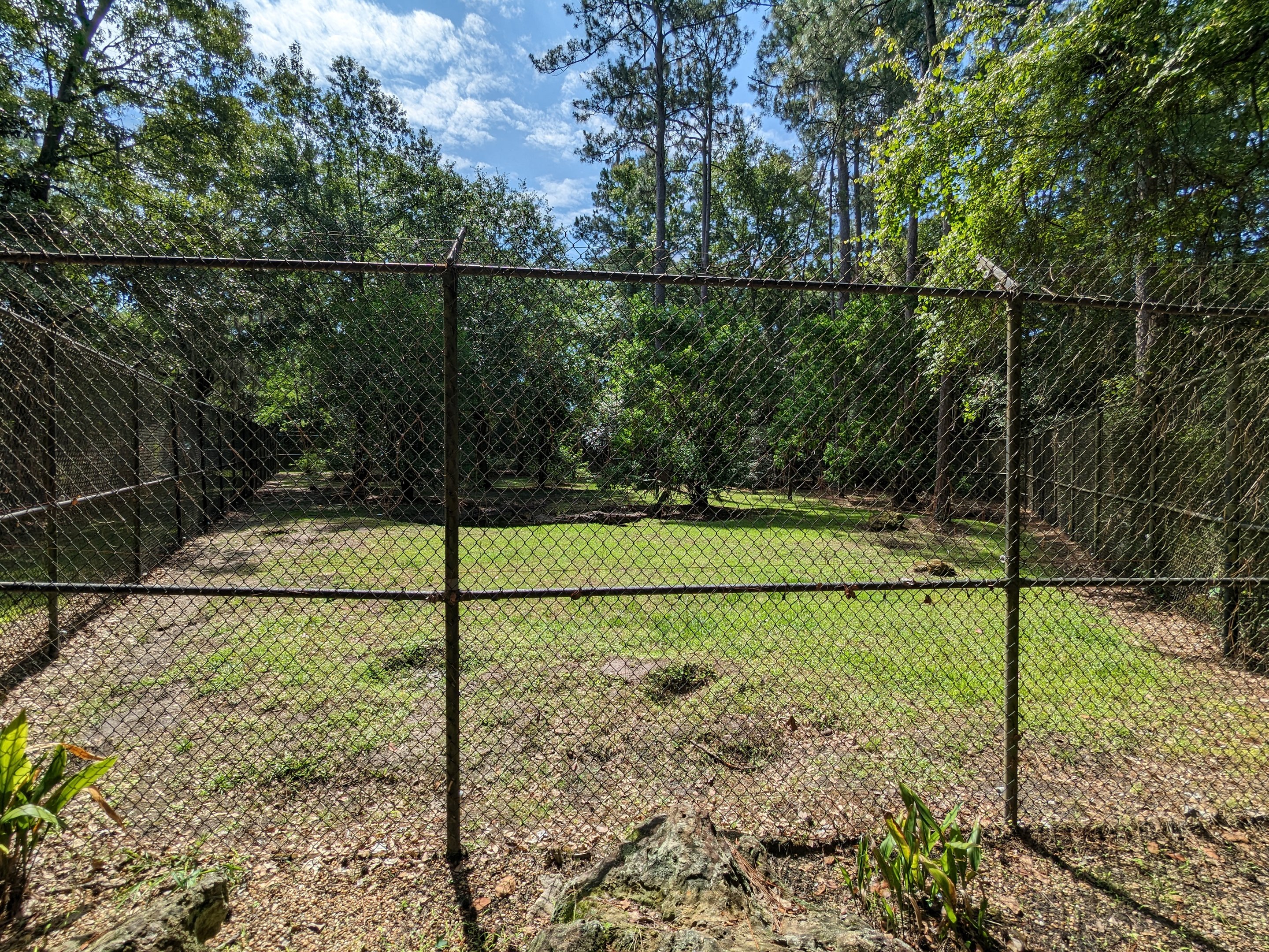 Alapaha Trail - American black bear habitat