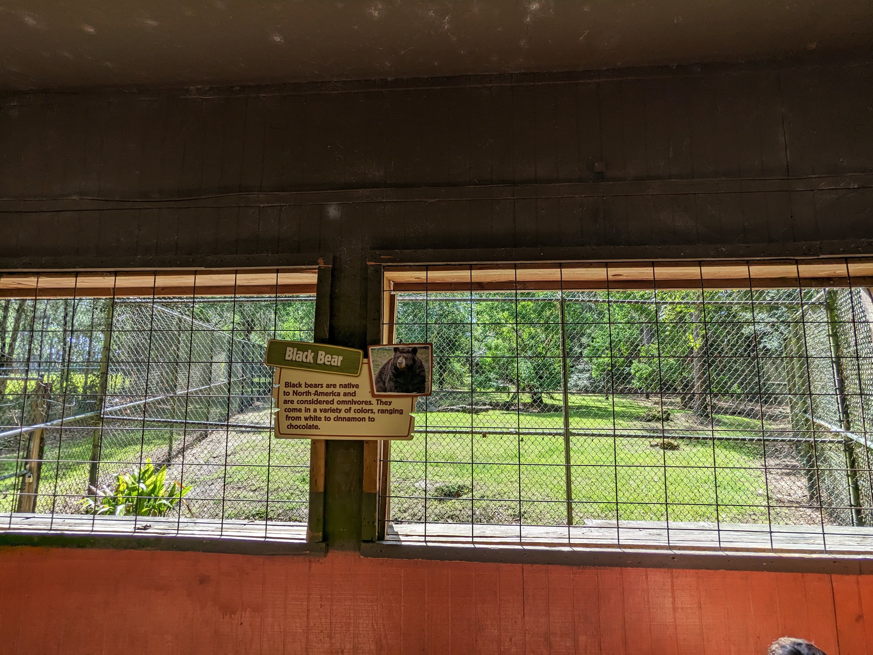 Alapaha Trail - American black bear