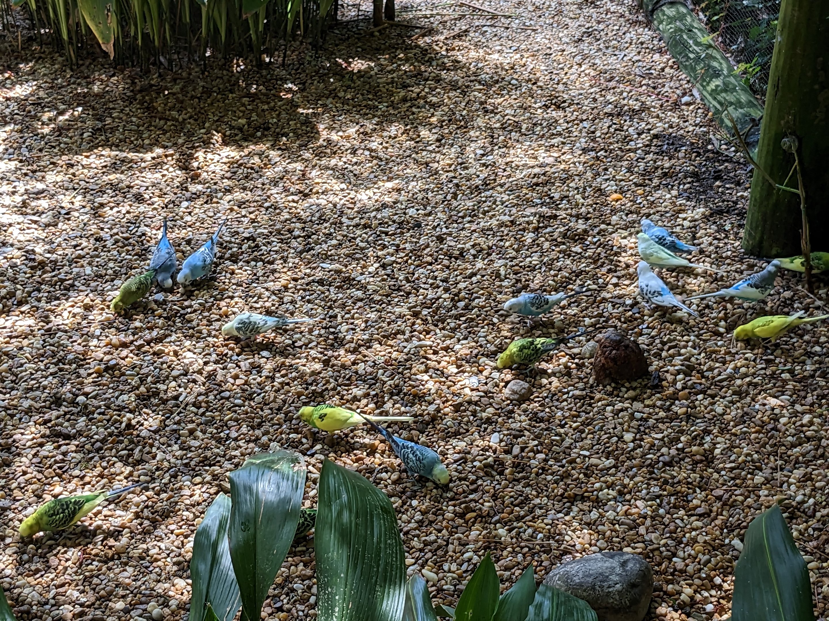 Alapaha Trail - Bird House