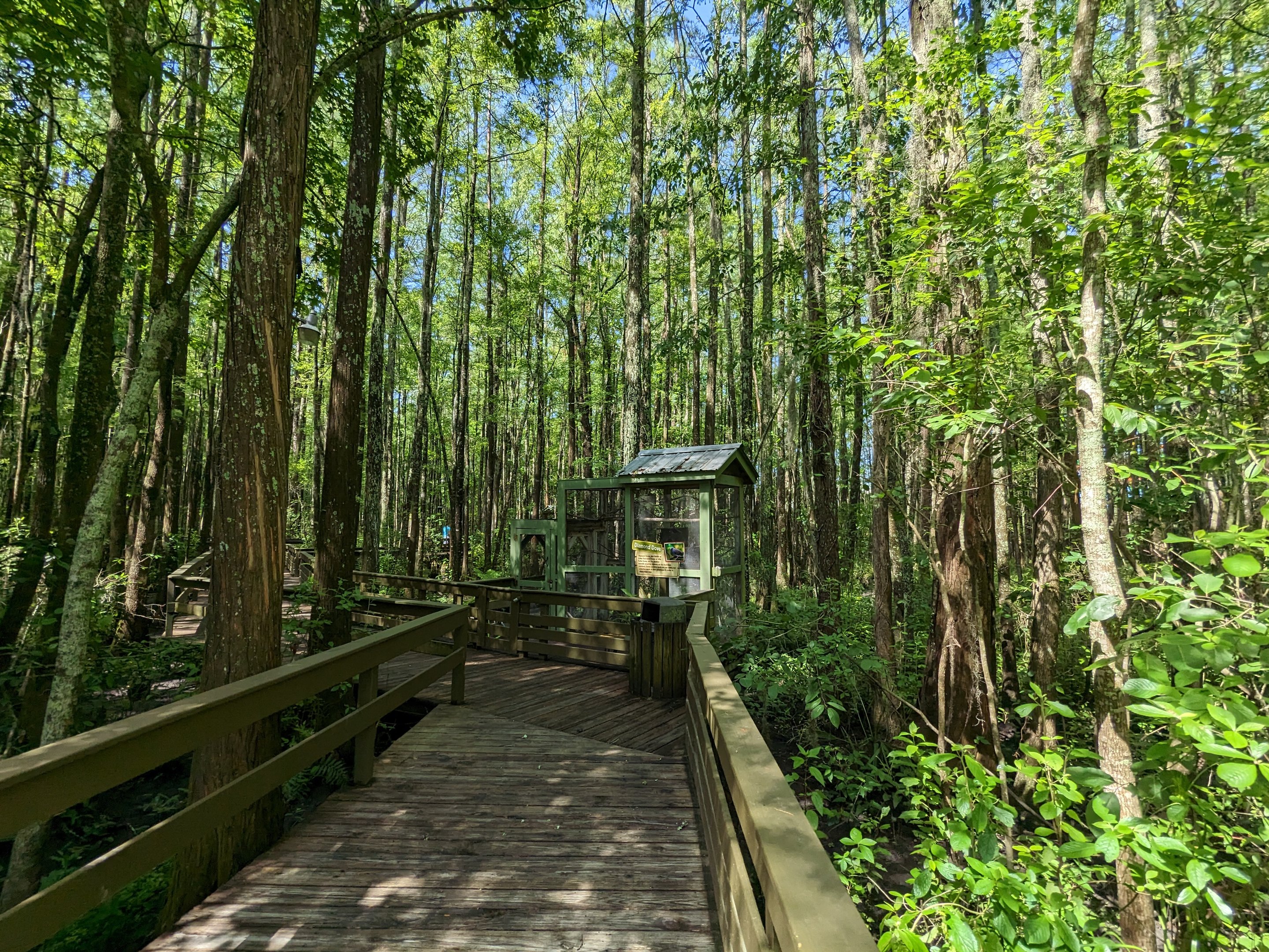 Alapaha Trail - boardwalk entrance