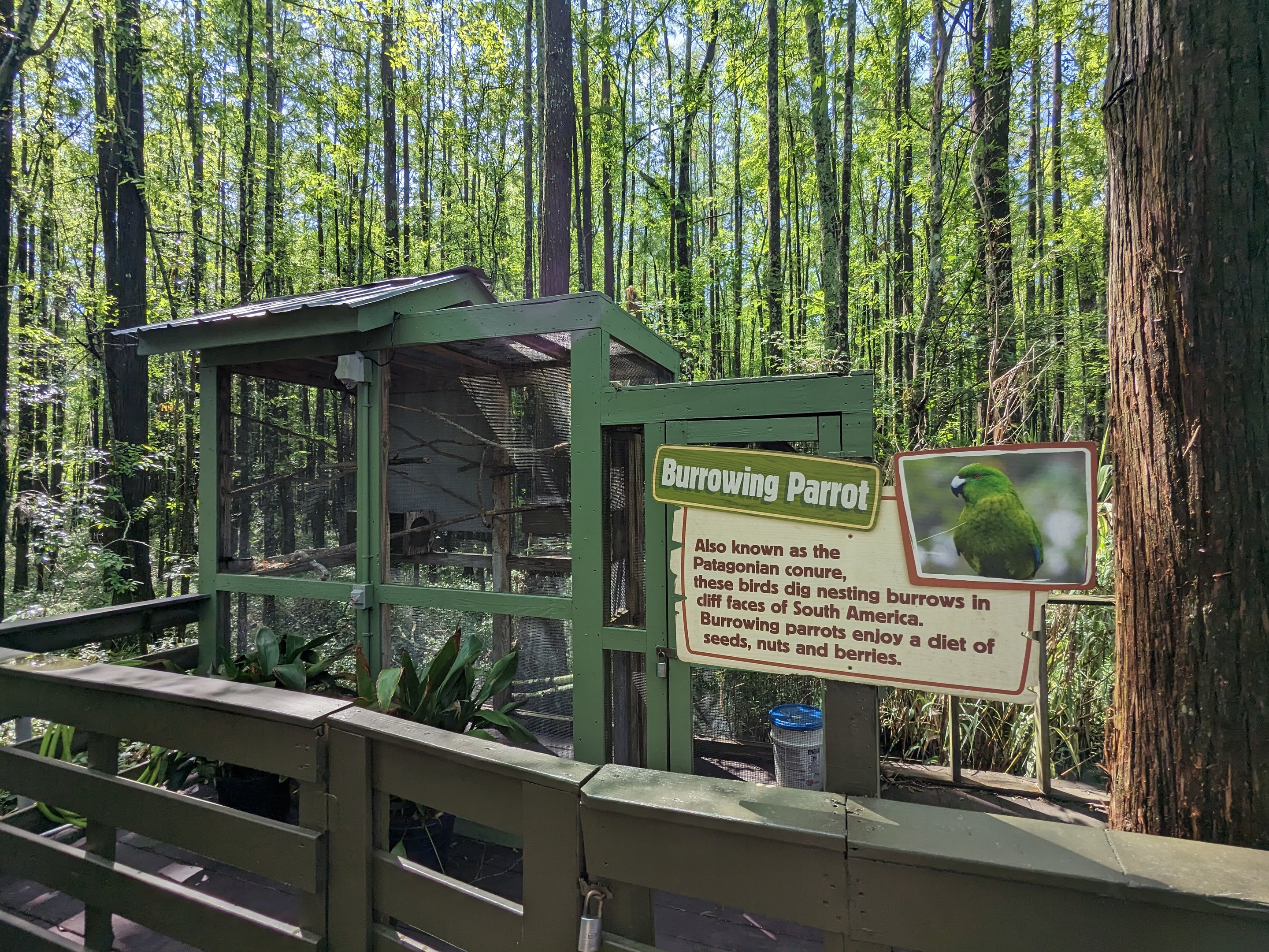Alapaha Trail - burrowing parrot