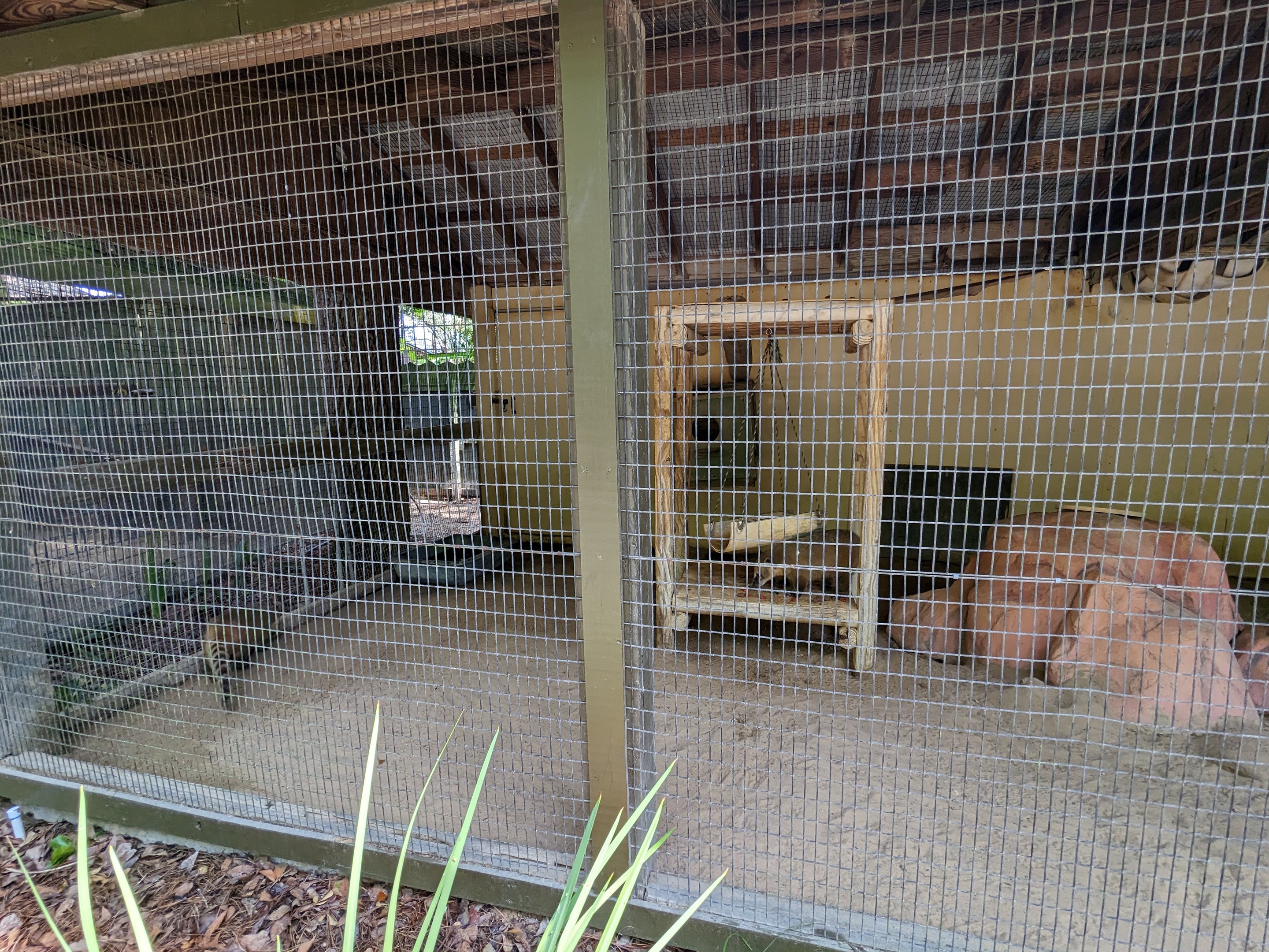 Alapaha Trail - coati