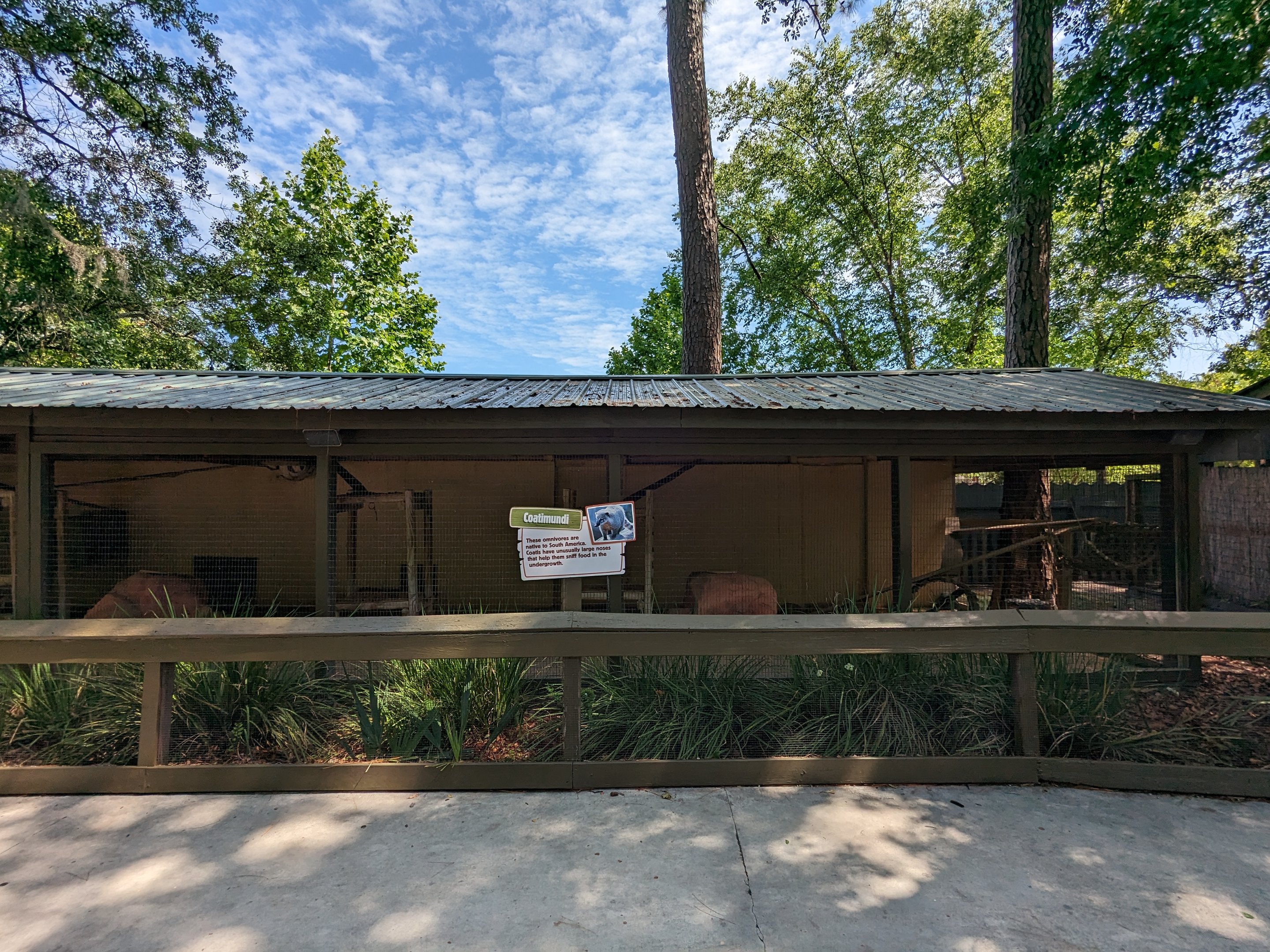 Alapaha Trail - coati