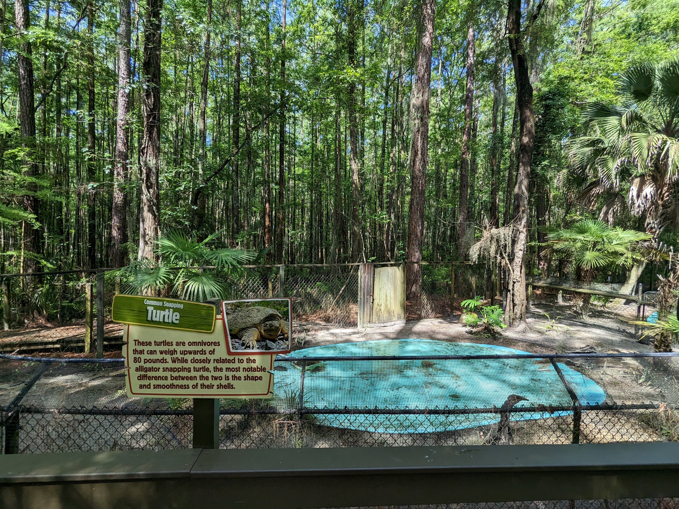 Alapaha Trail - common snapping turtle and cooters
