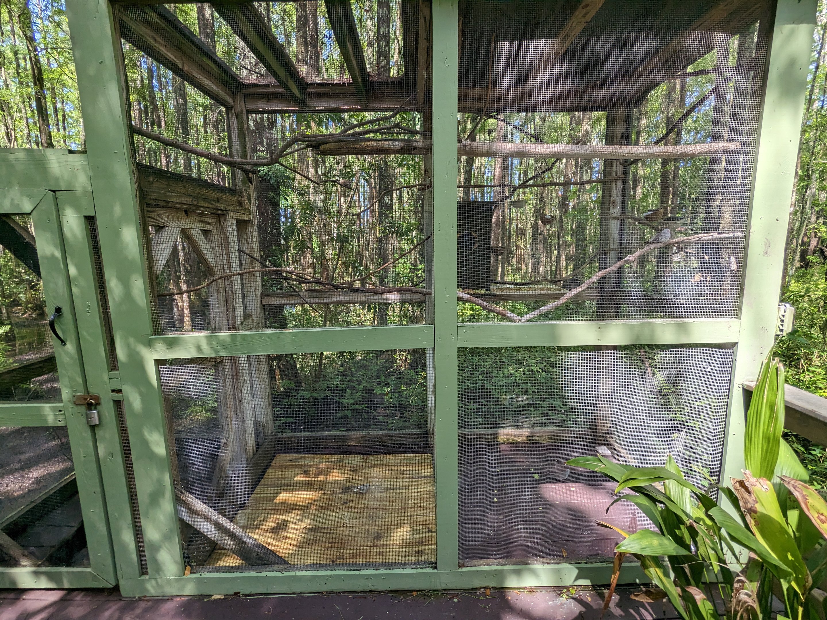 Alapaha Trail - diamond dove